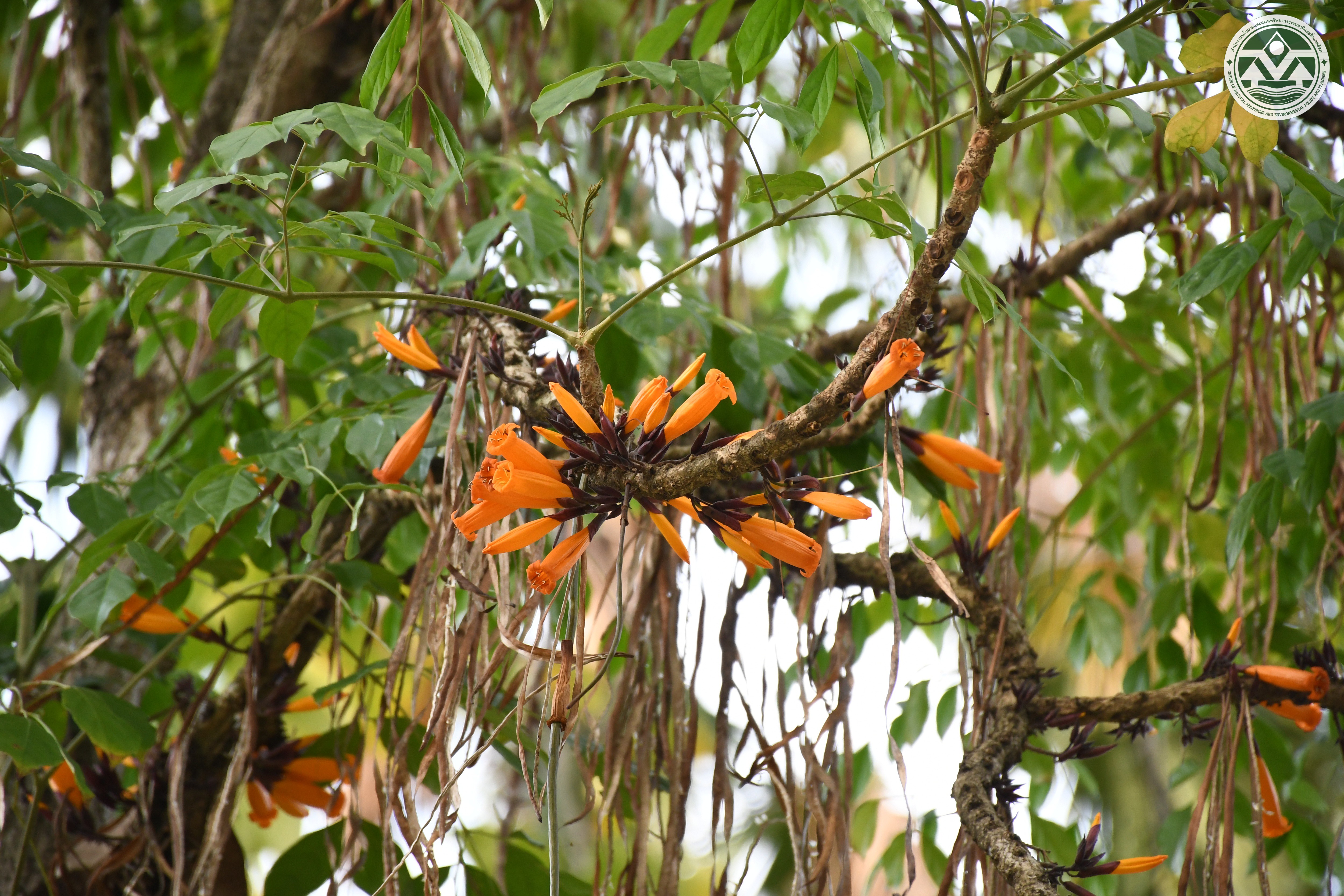 Mayodendron igneum