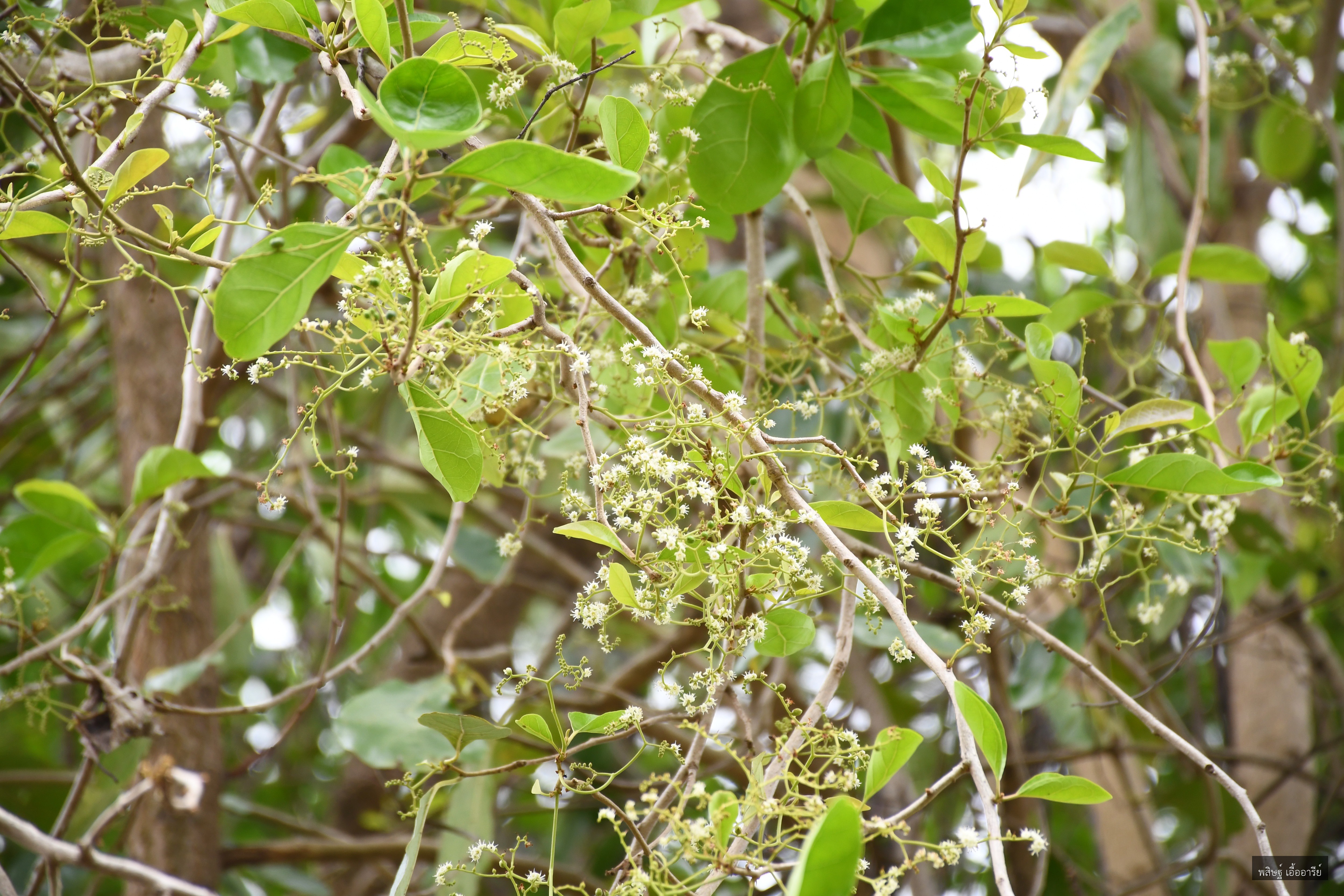 Ehretia laevis