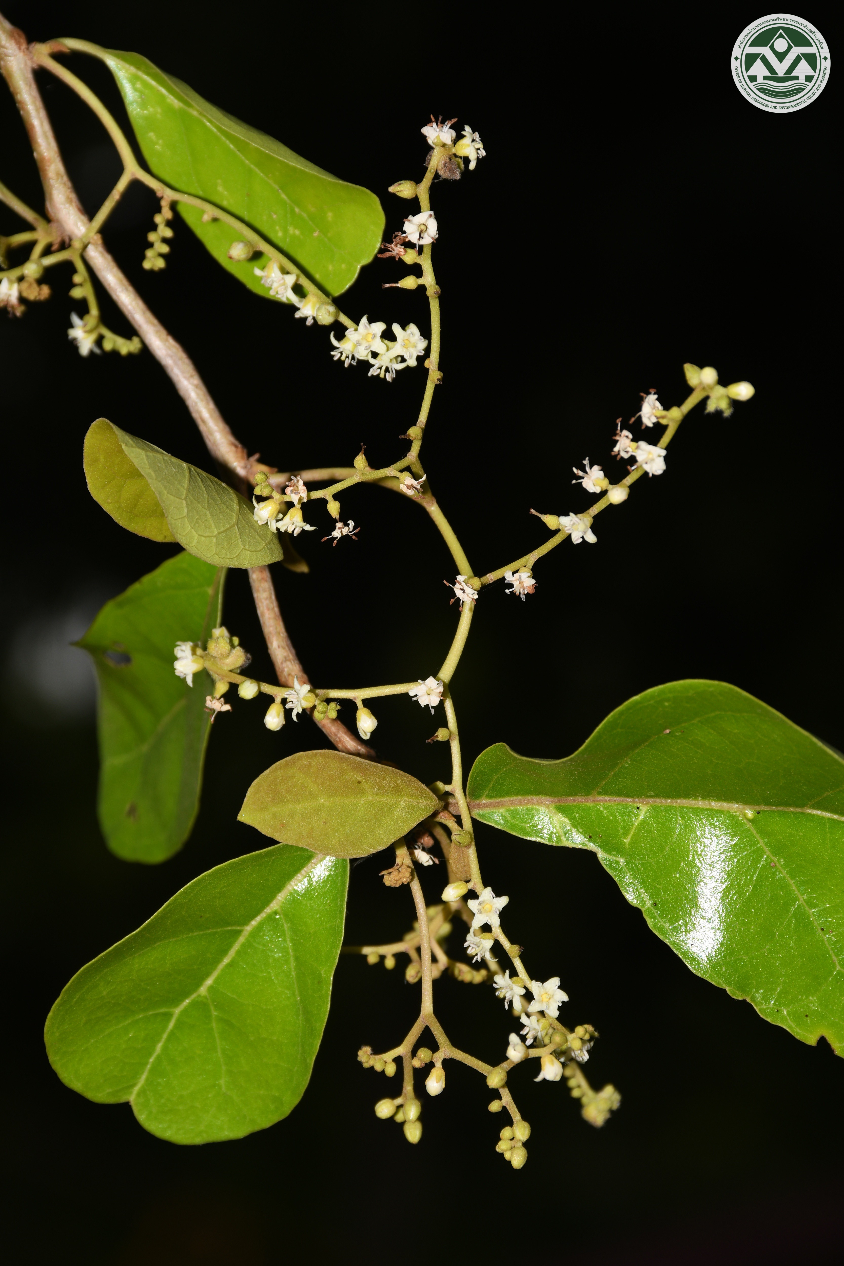 Ehretia laevis