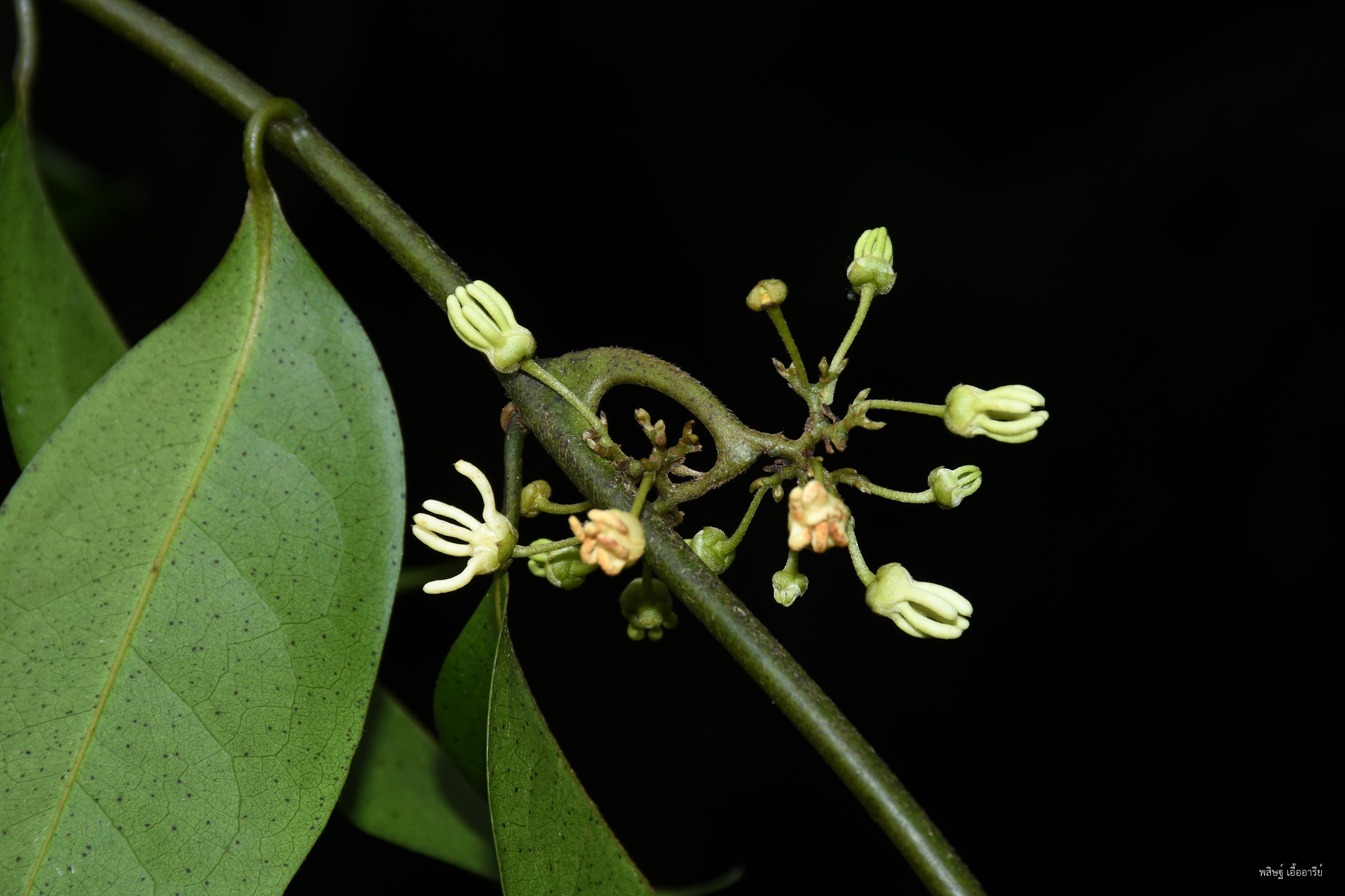 Artabotrys suaveolens