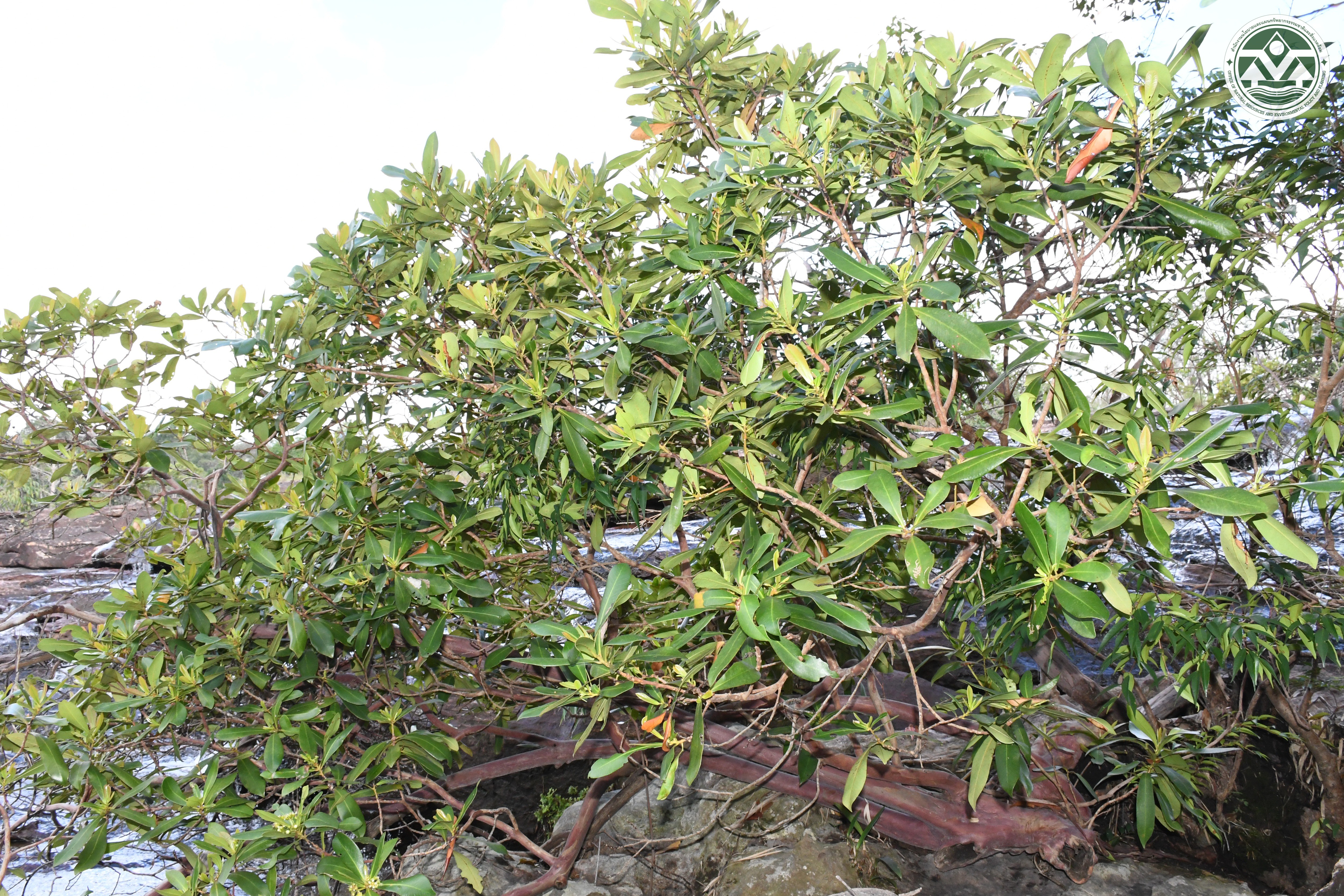 Tristaniopsis merguensis