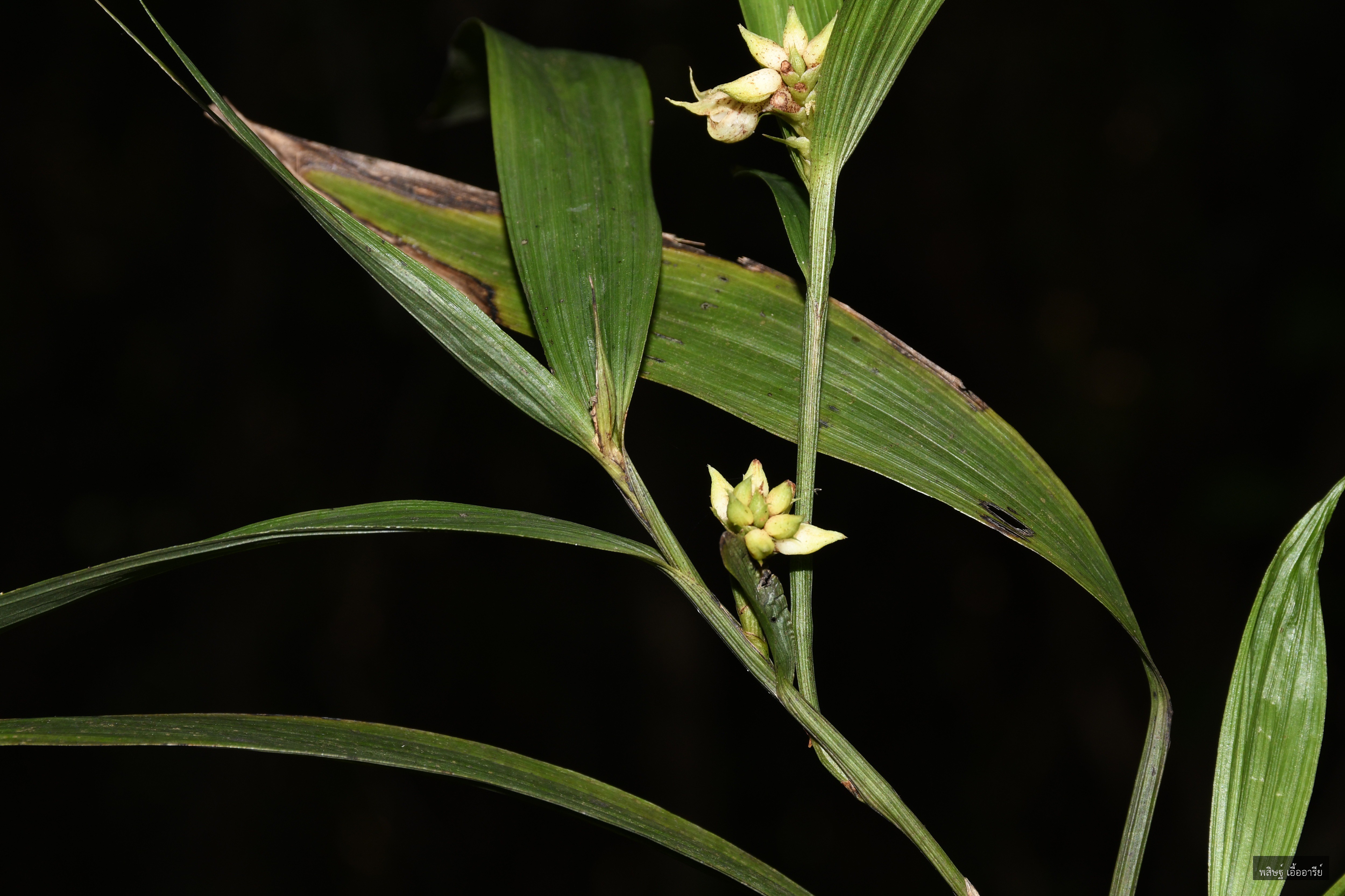 Tropidia curculigoides