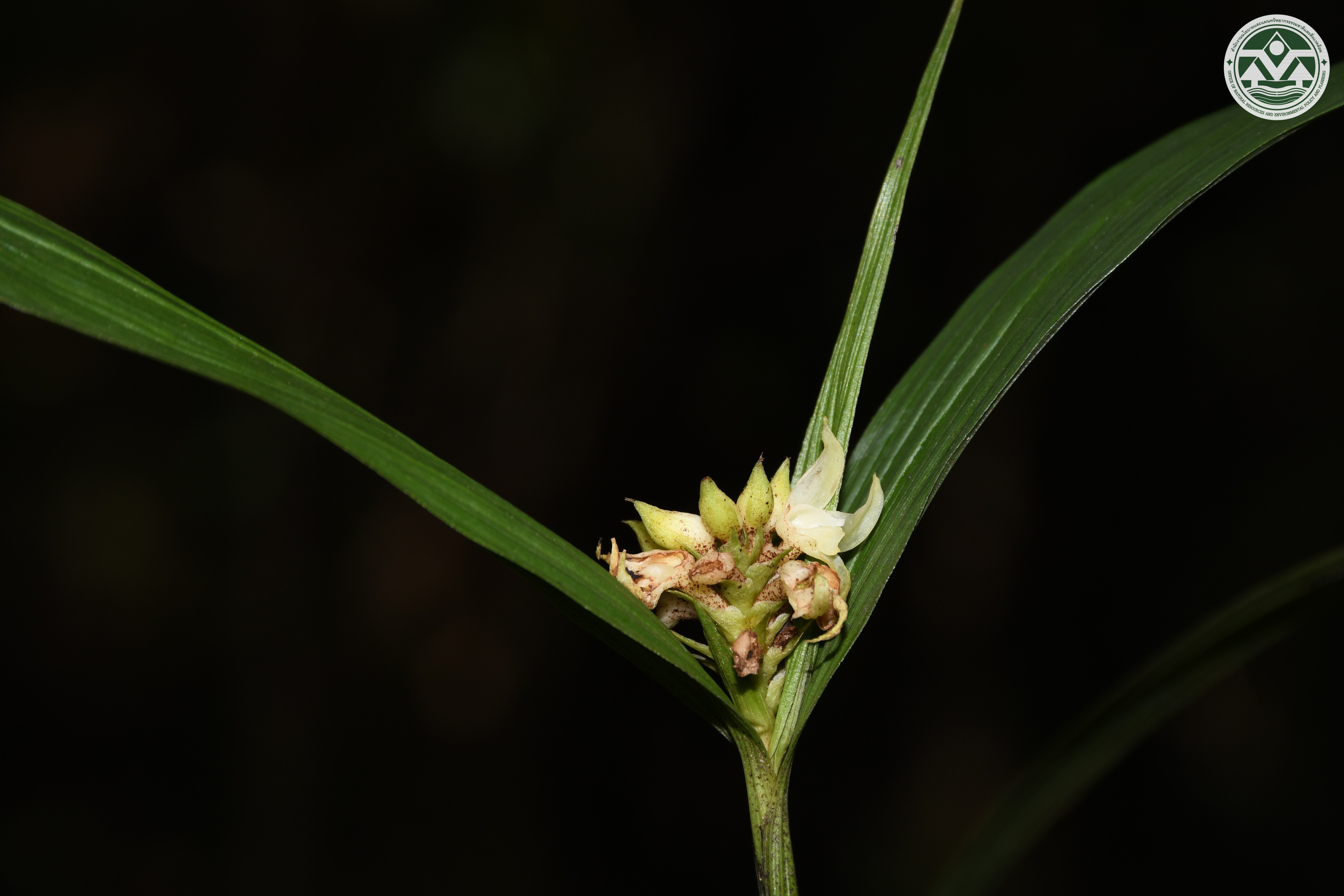 Tropidia curculigoides