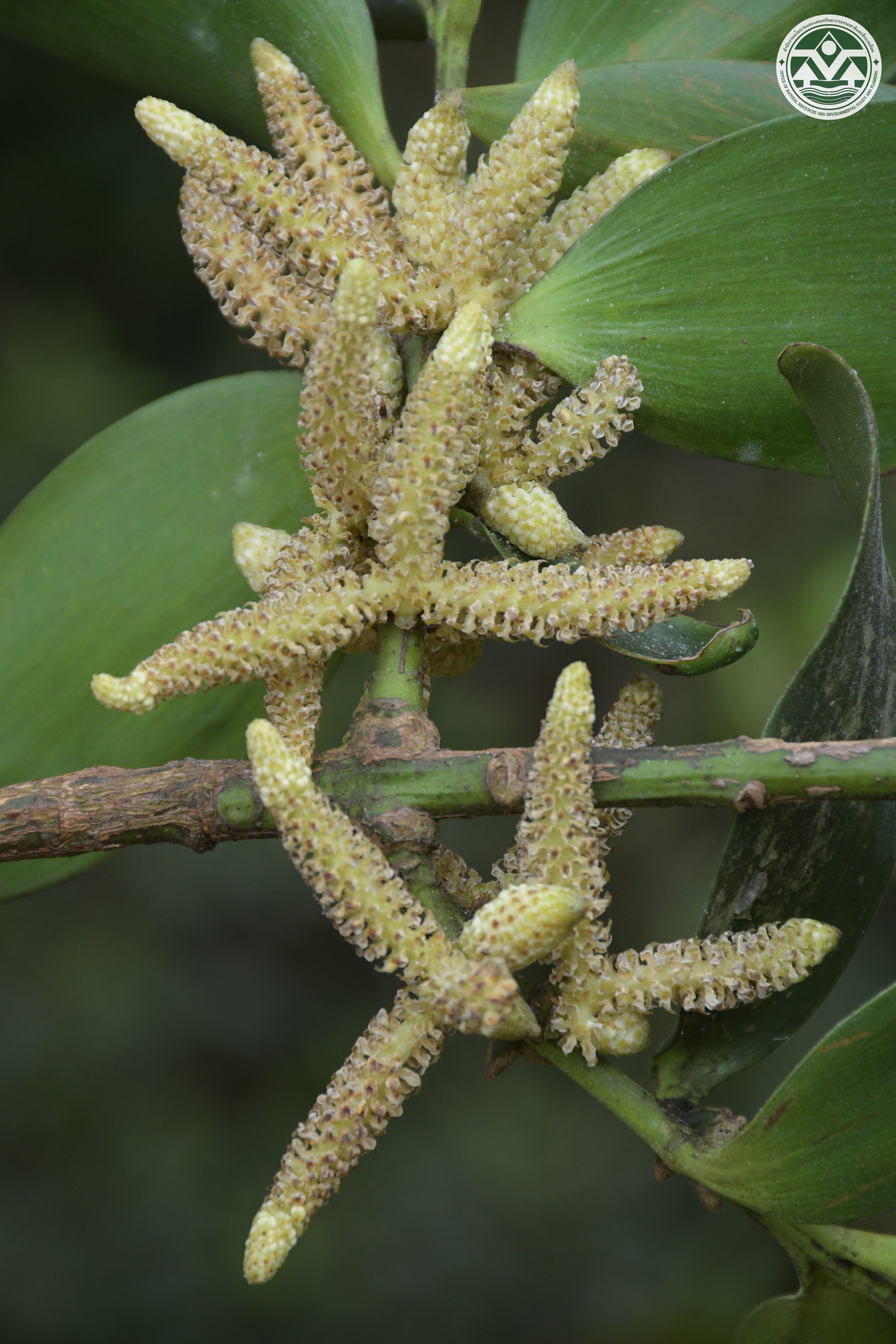 Nageia wallichiana
