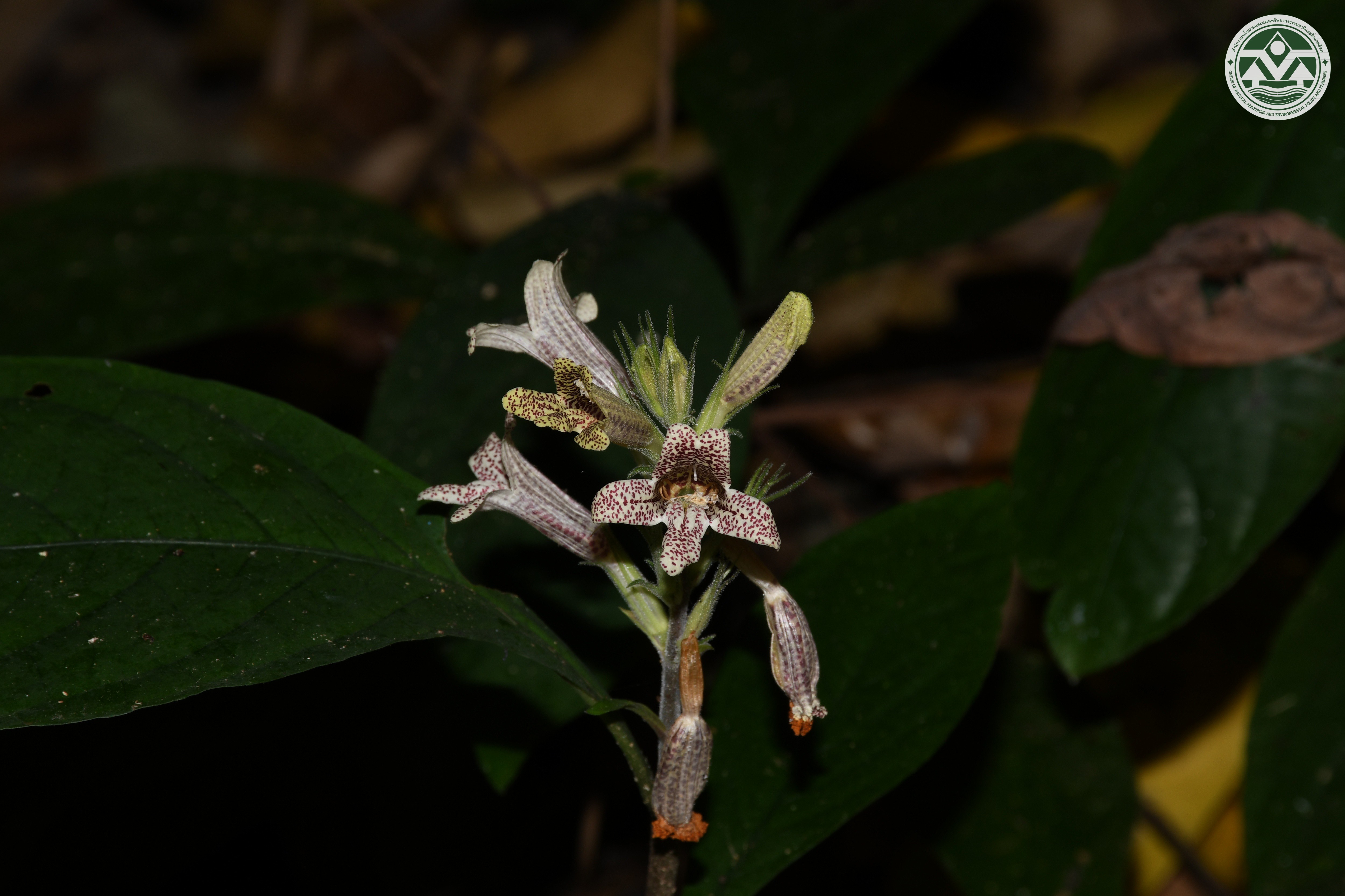 Chroesthes bracteata