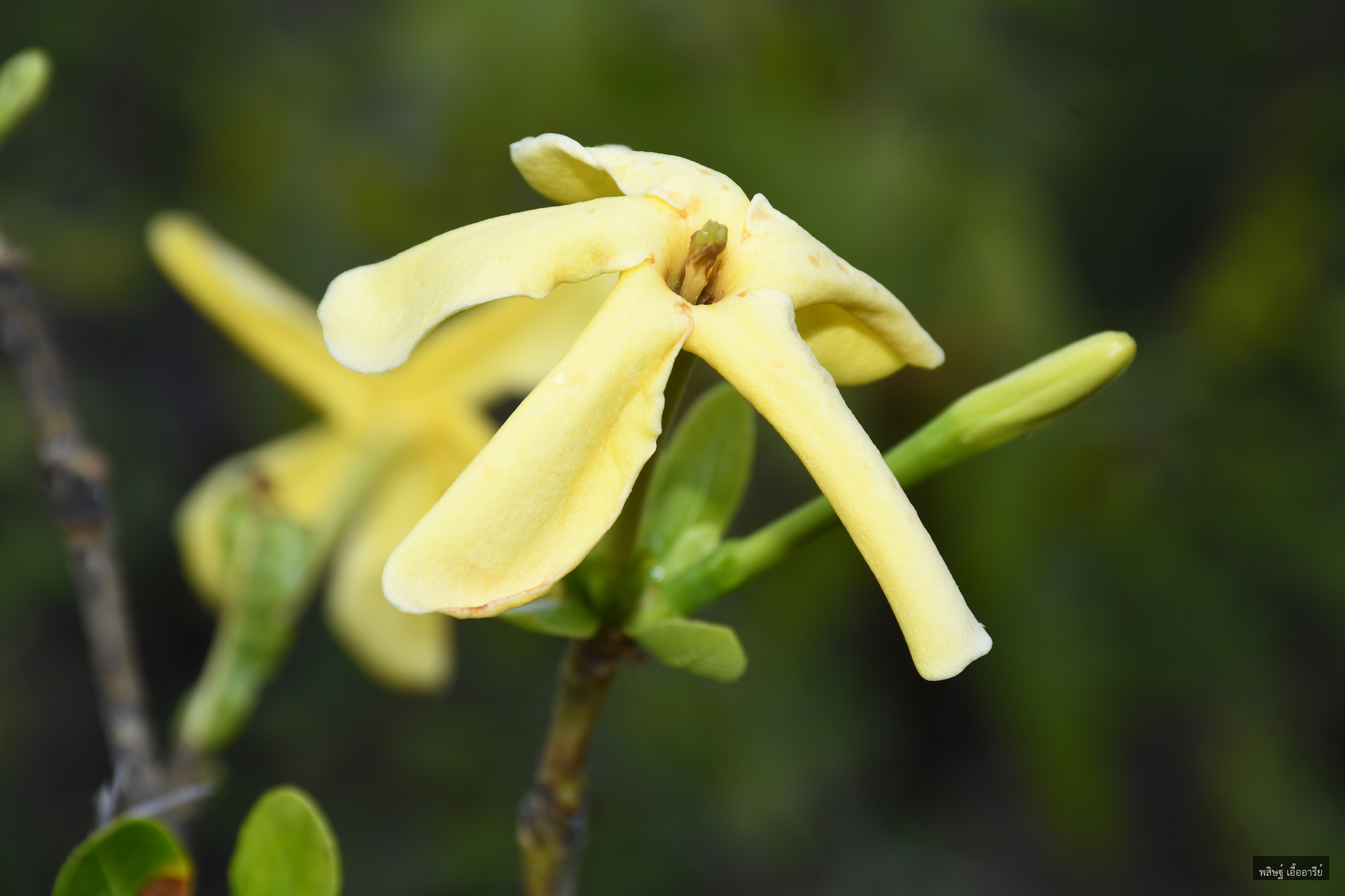Gardenia obtusifolia