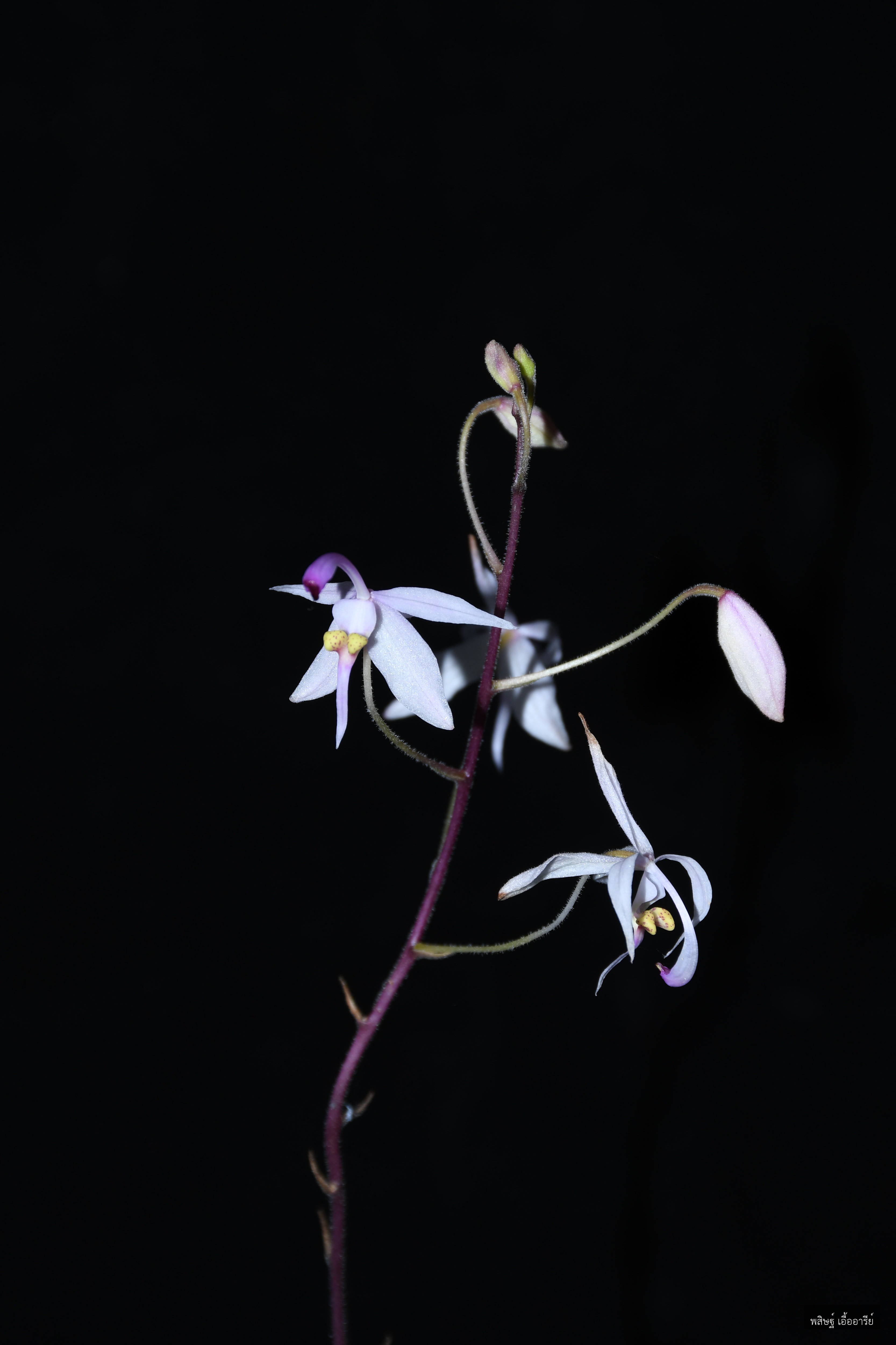 Spathoglottis hardingiana