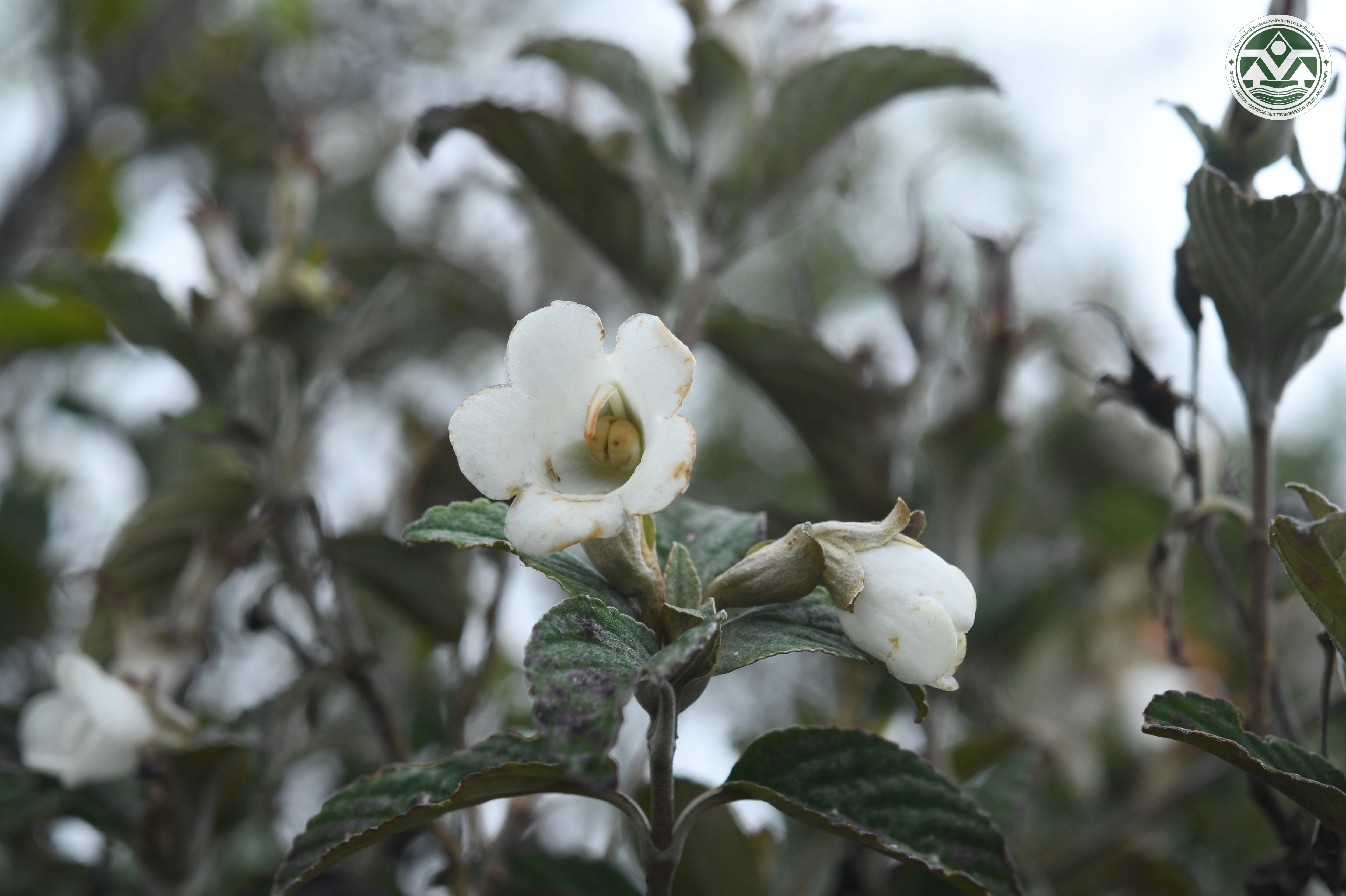 Paraboea takensis