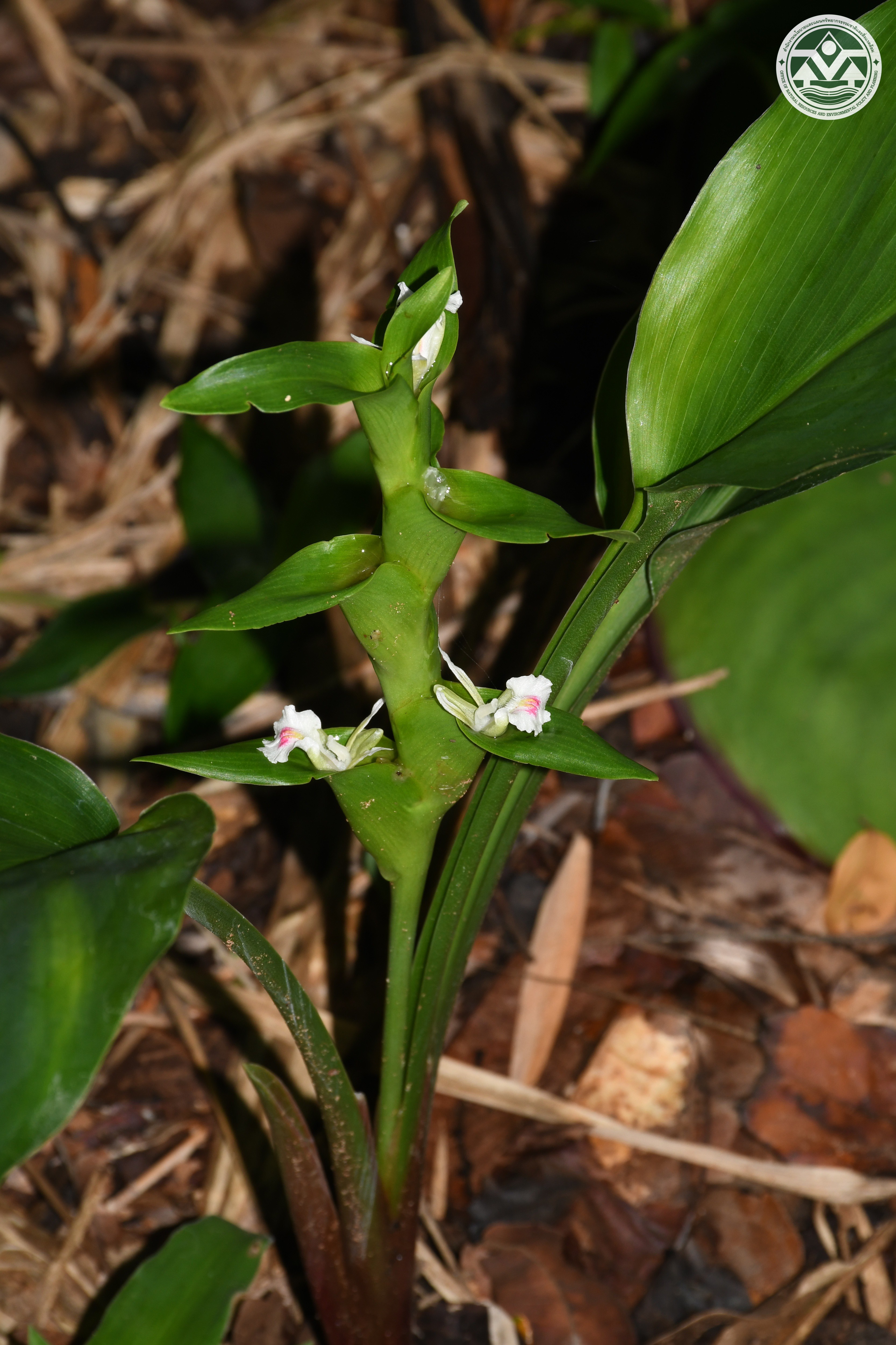 Curcuma harmandii