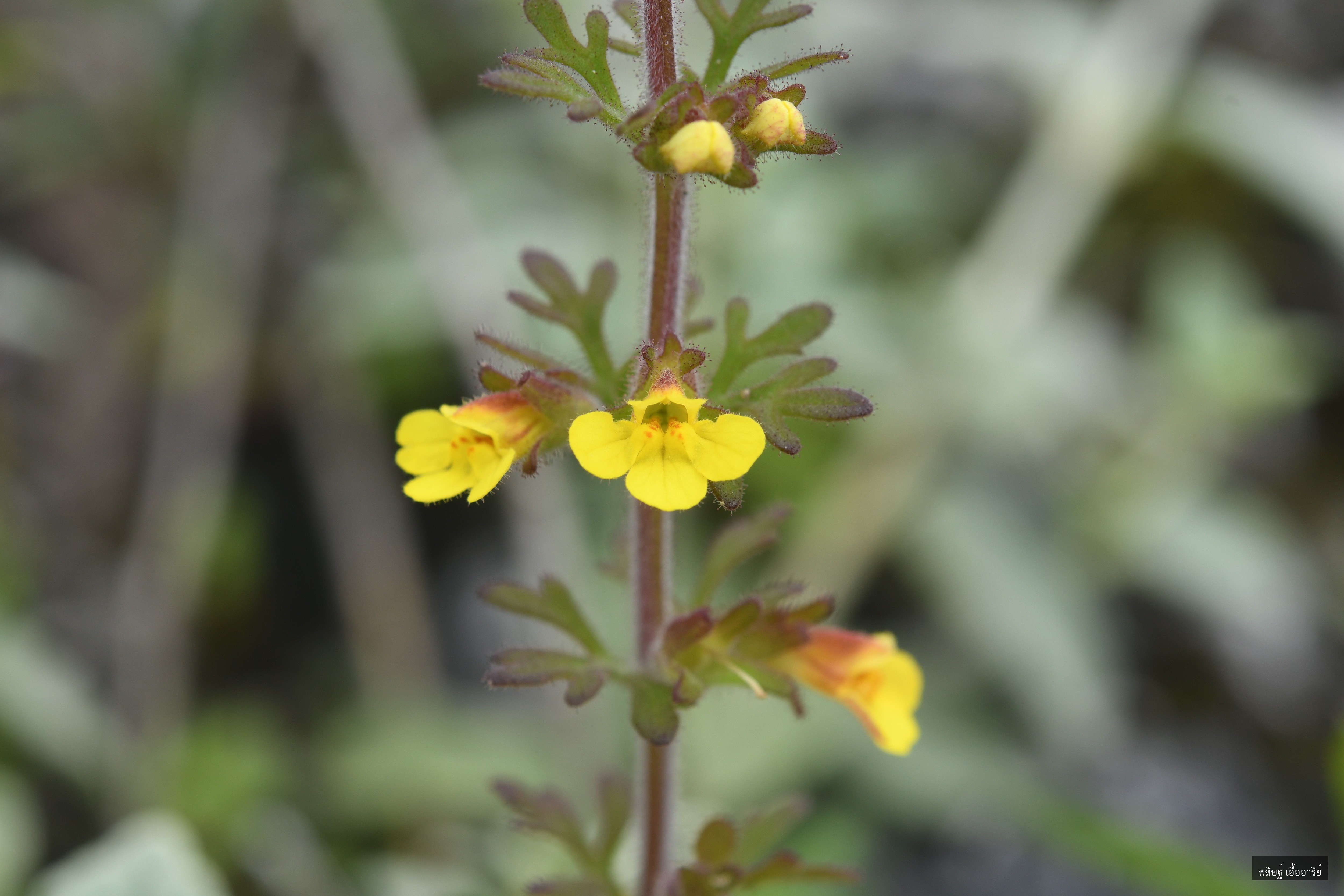 Pterygiella parishii