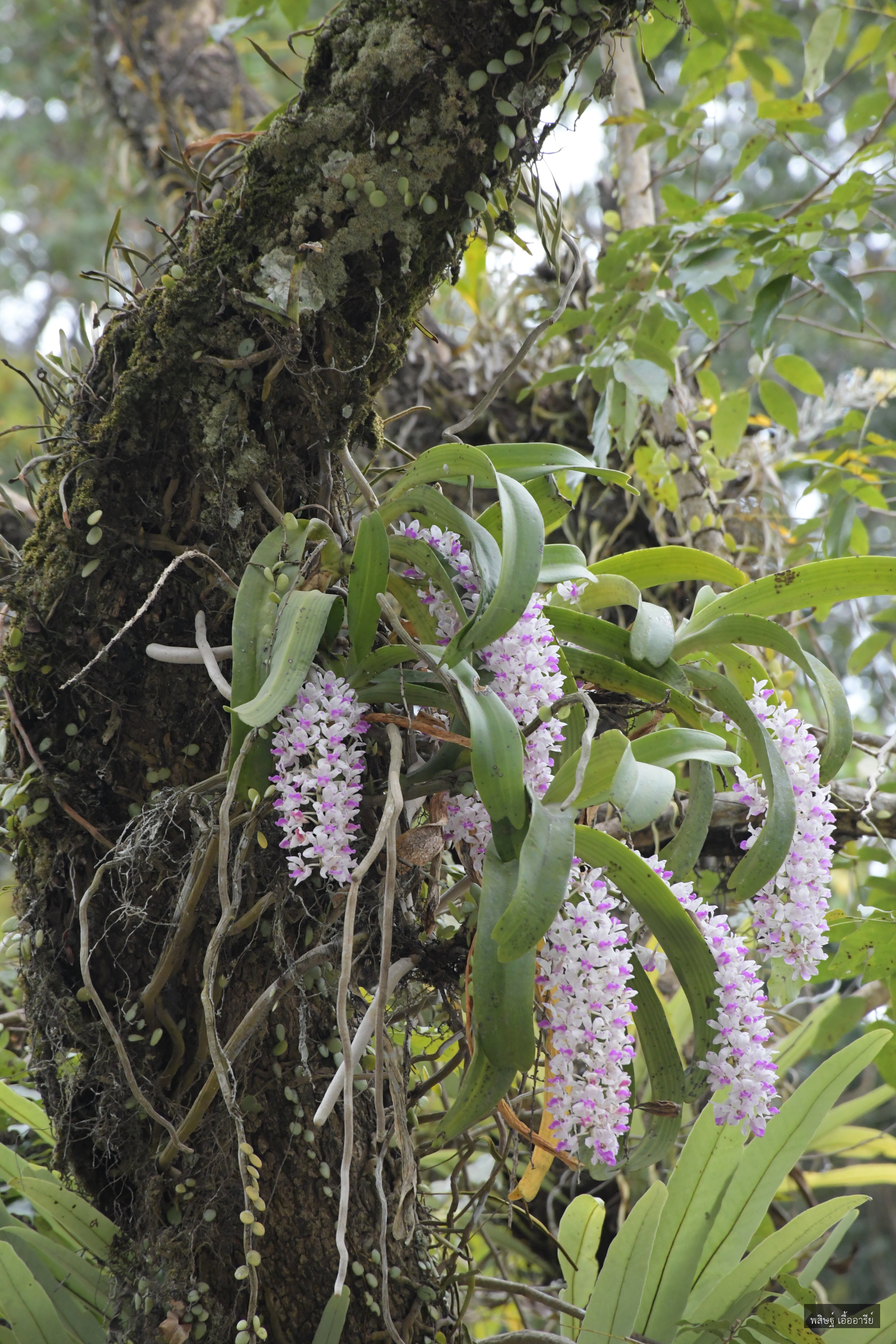 Rhynchostylis gigantea