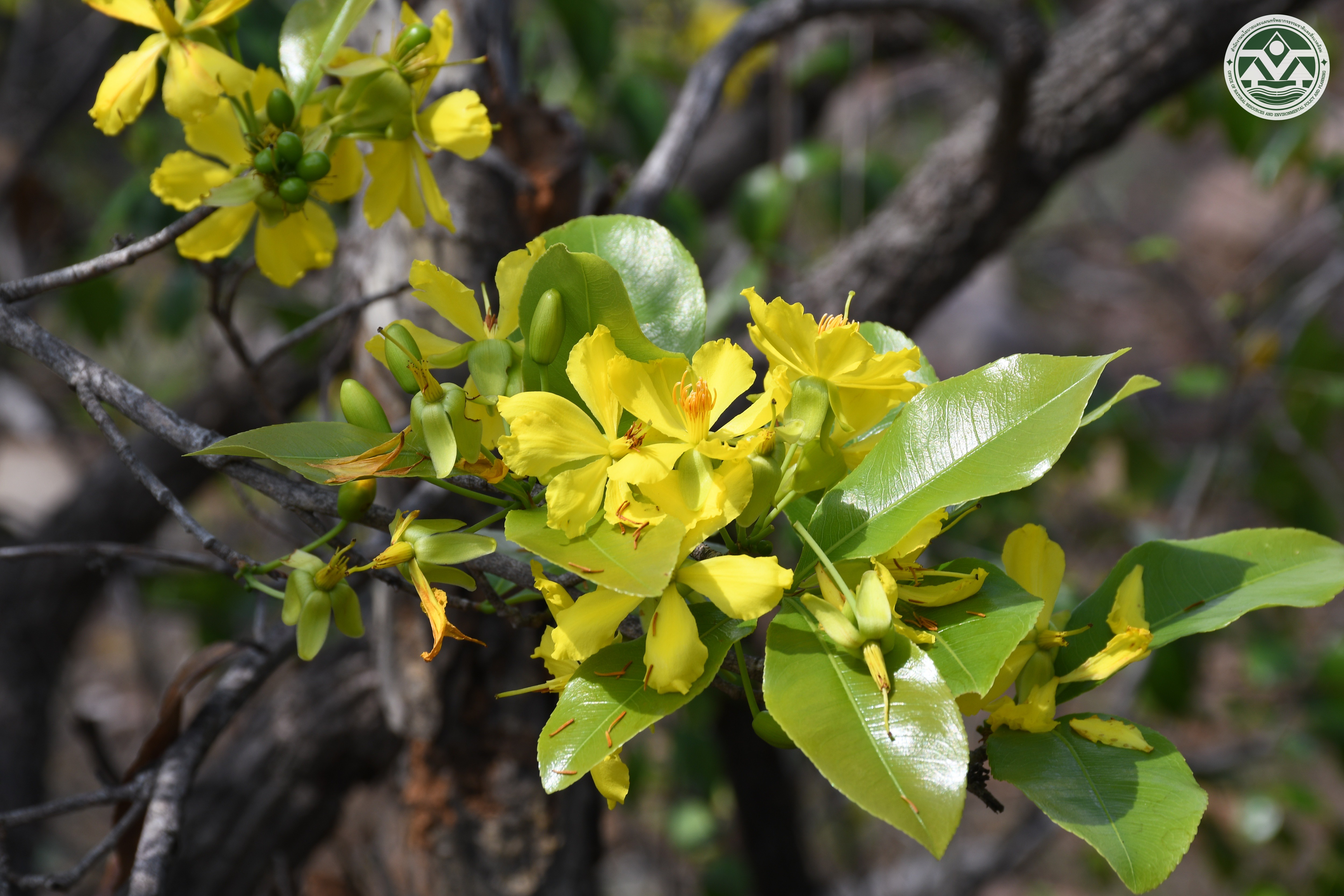 Ochna integerrima
