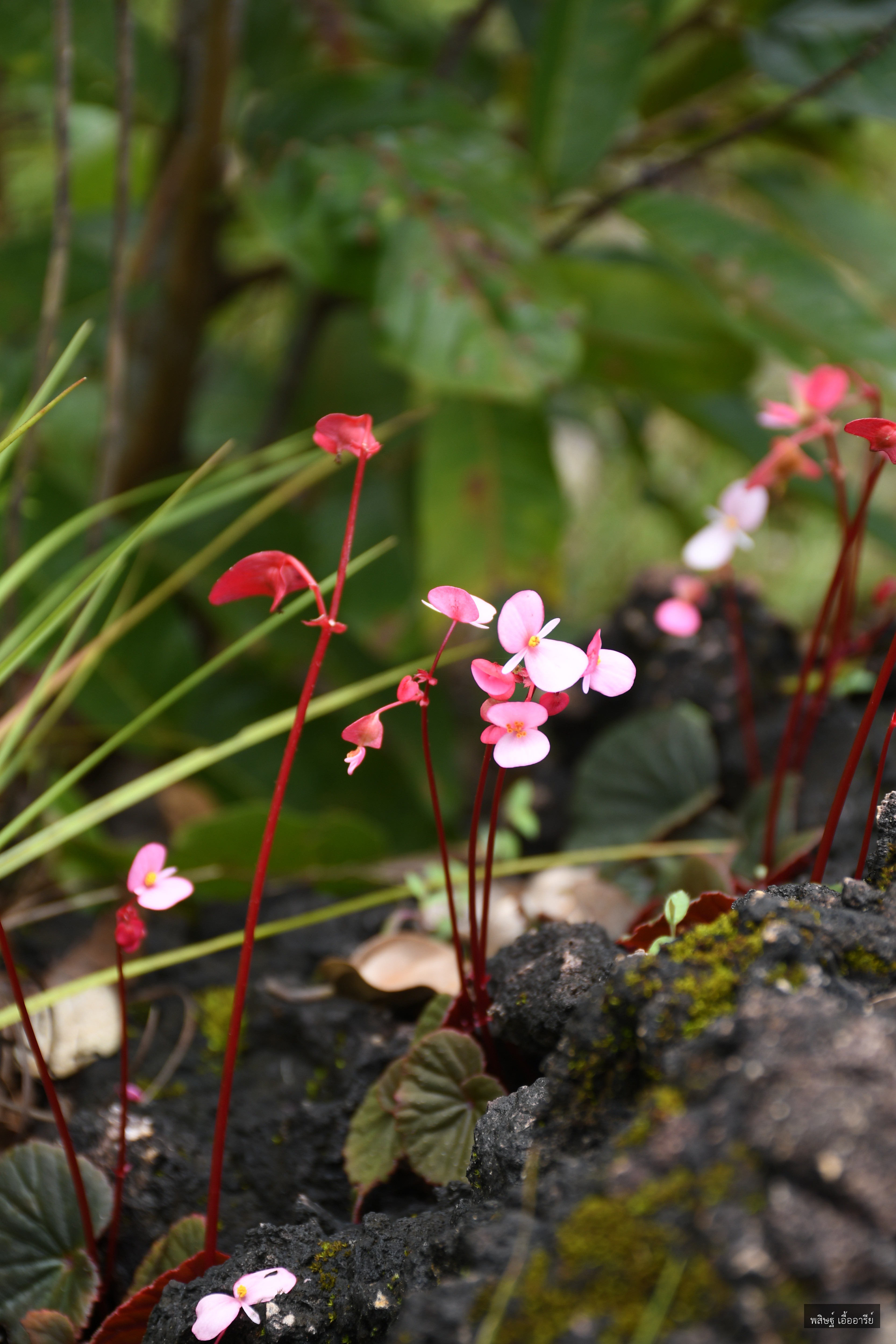 Begonia soluta