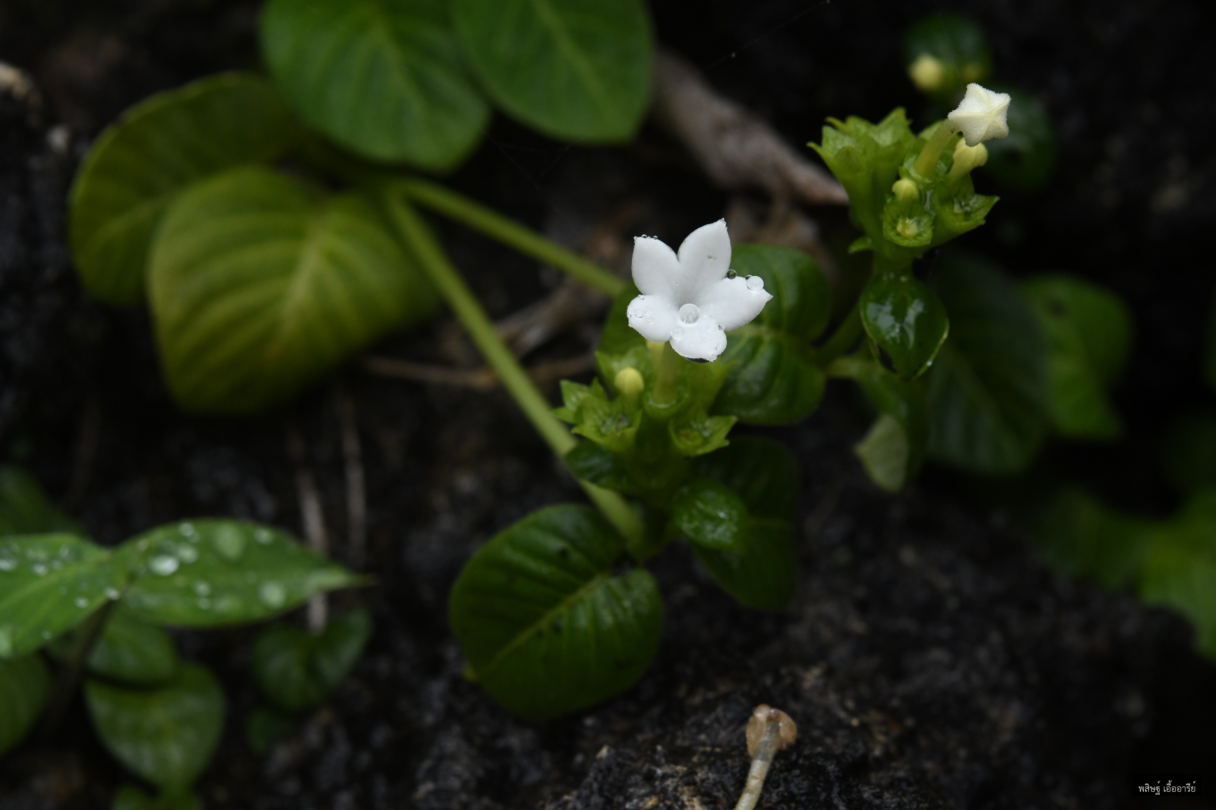 Clarkella nana