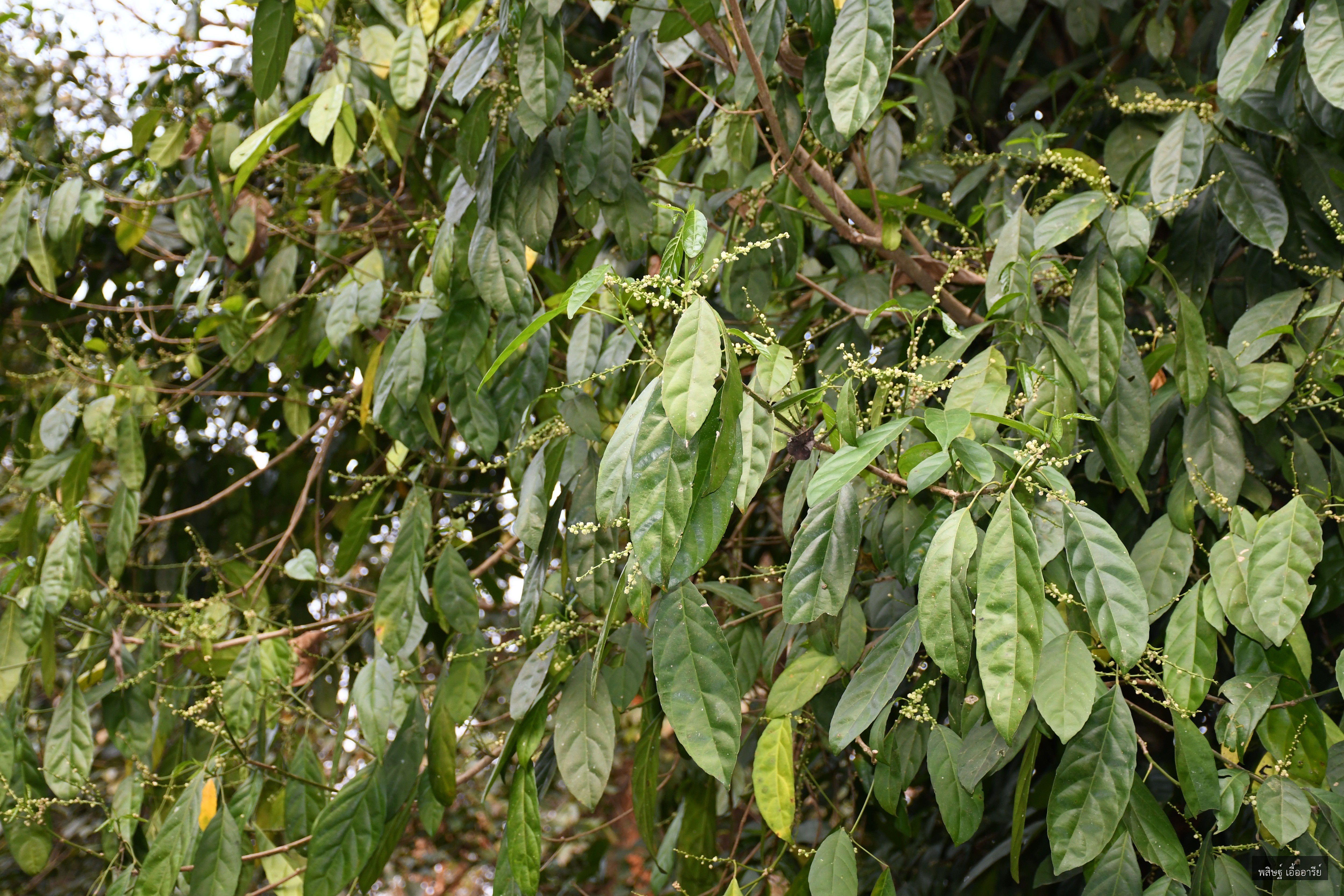 Cleidion javanicum