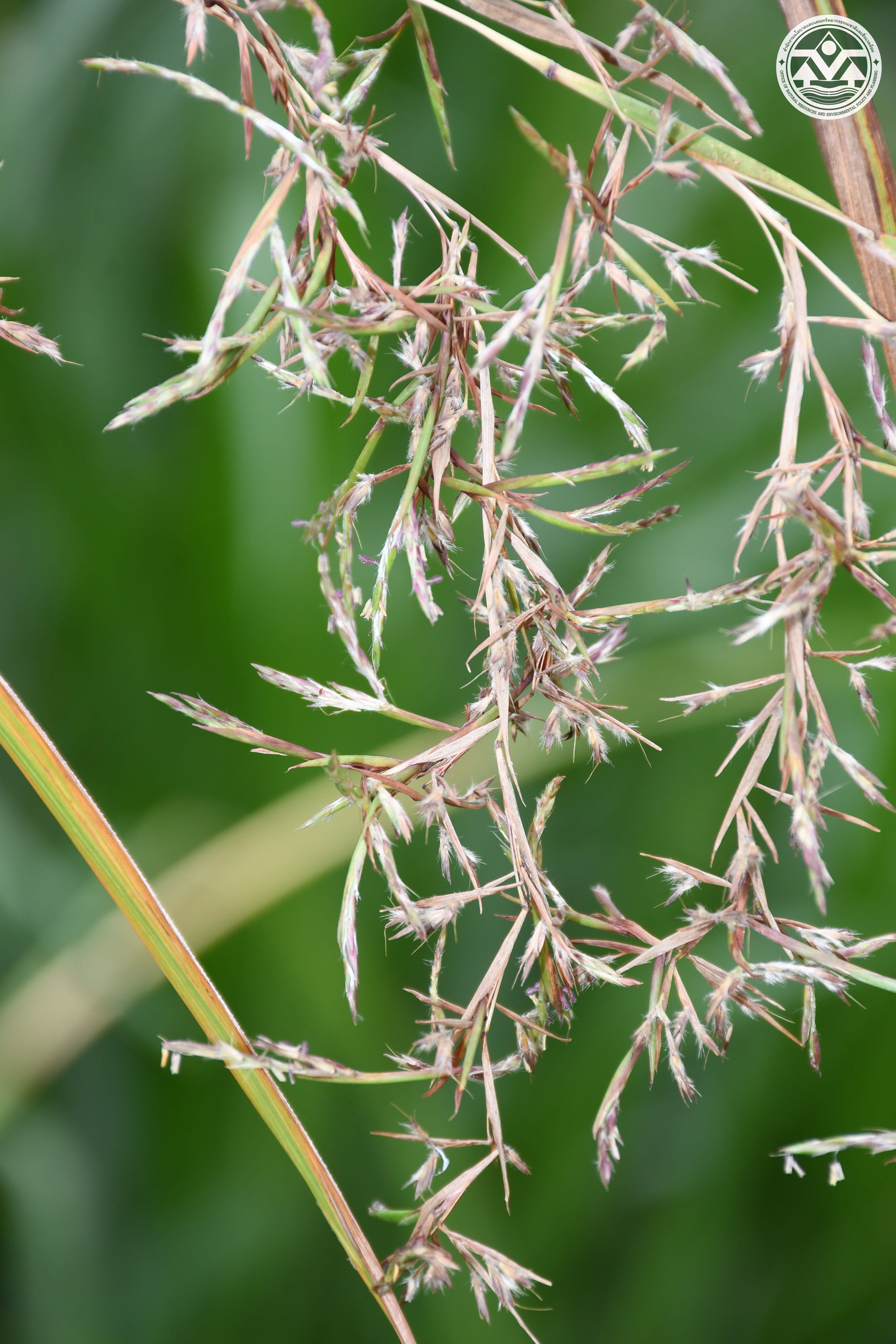 Cymbopogon flexuosus