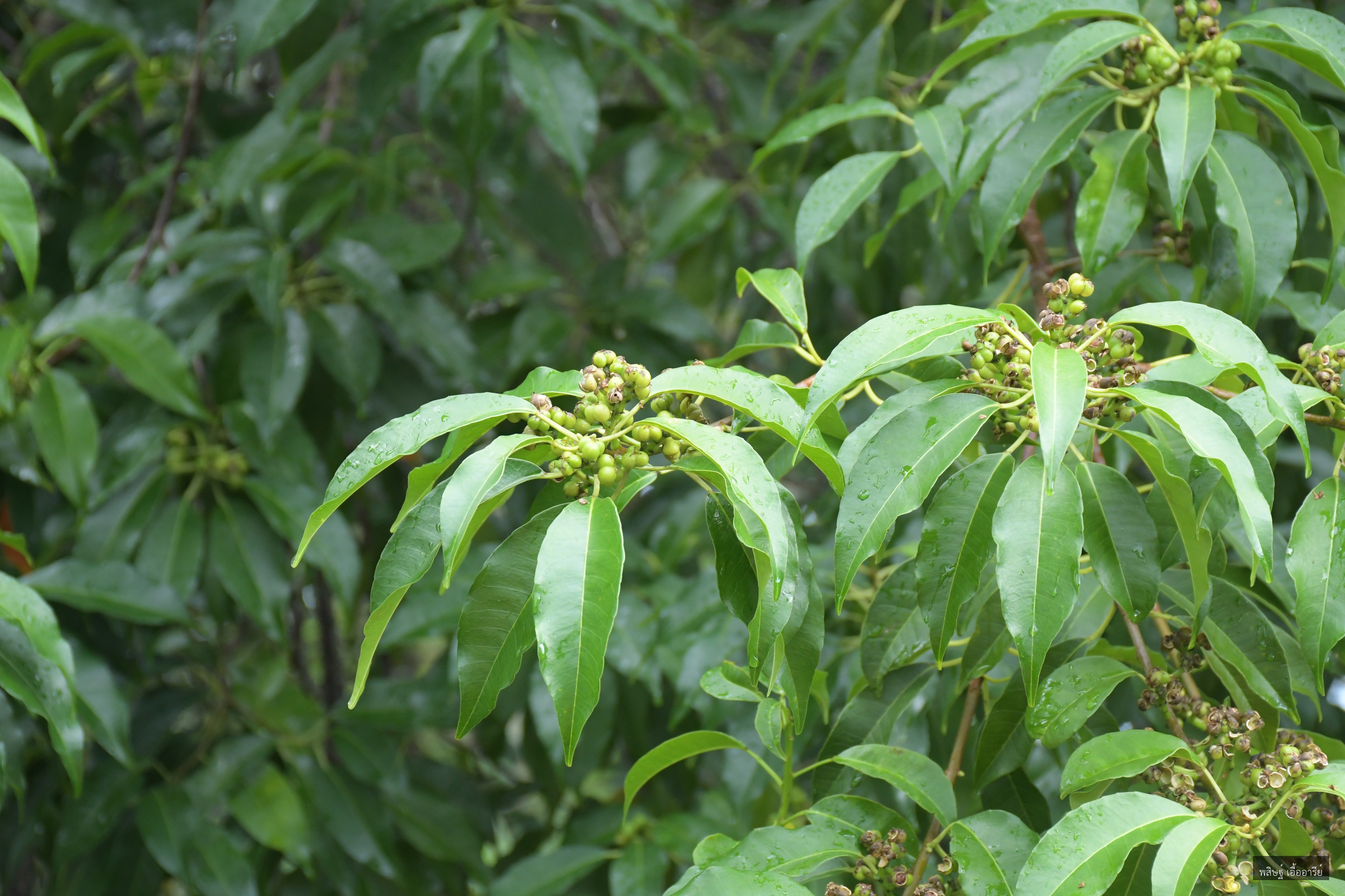 Excoecaria agallocha