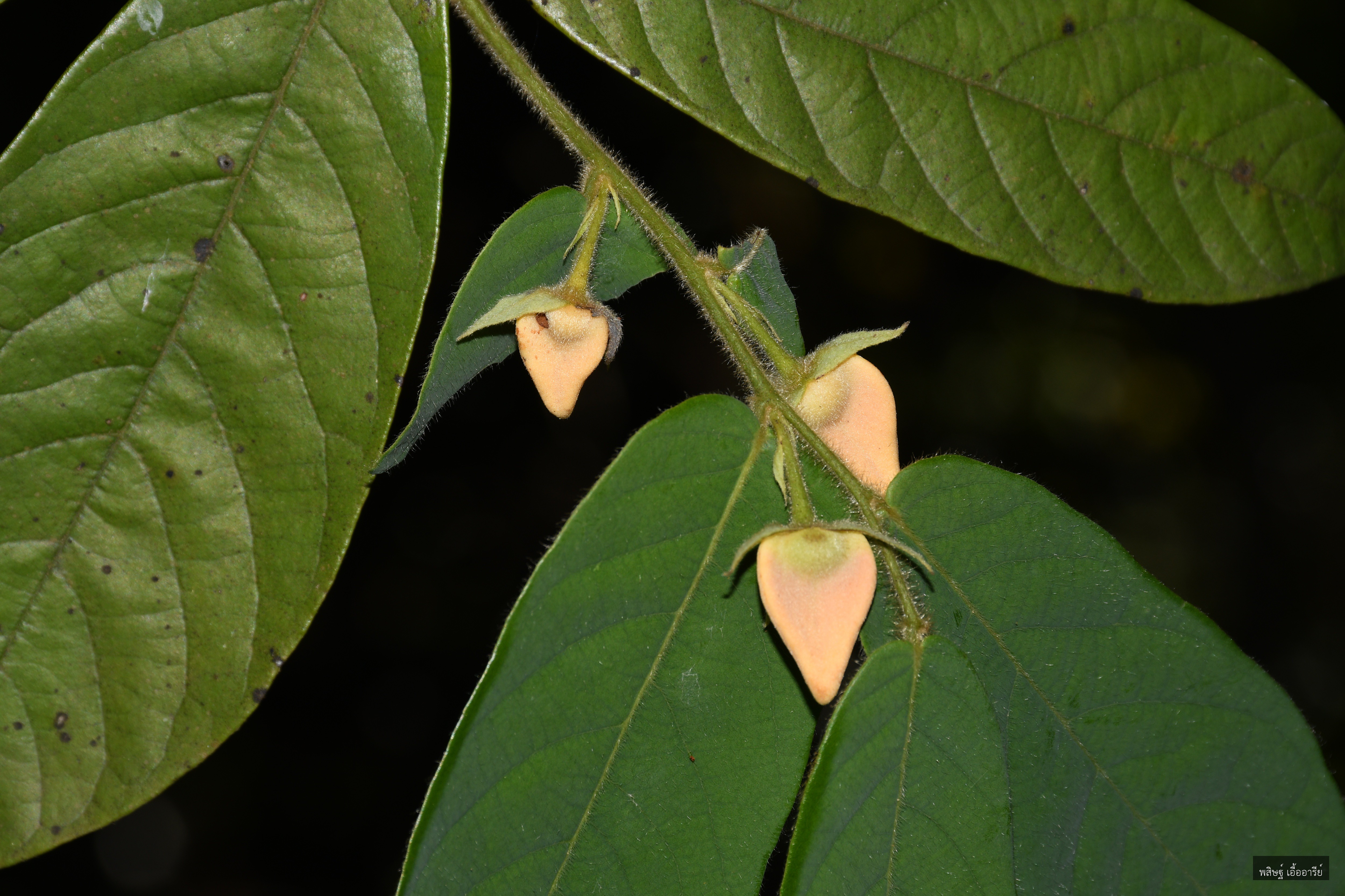 Dasymaschalon macrocalyx