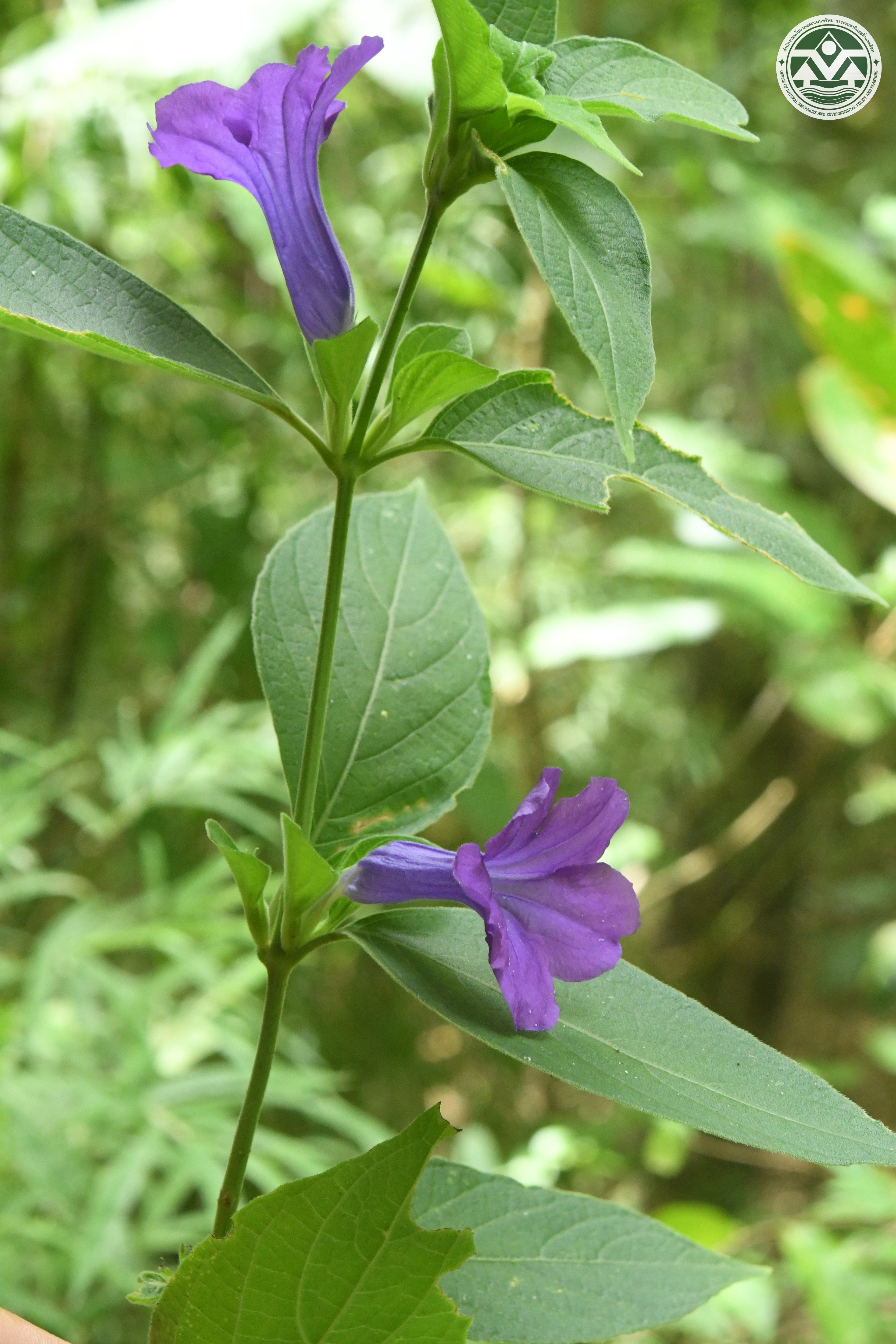 Ruellia siamensis