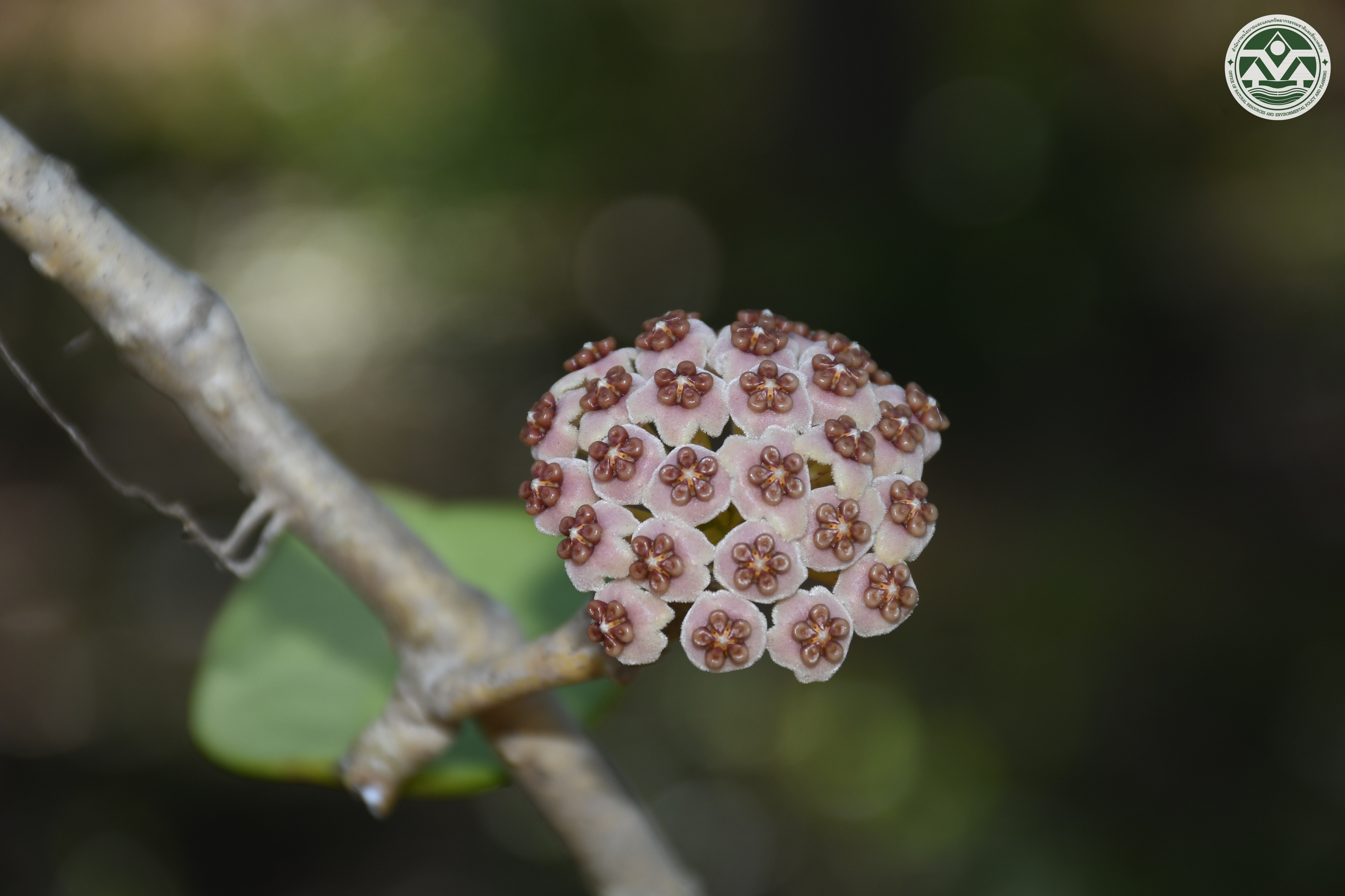 Hoya kerrii