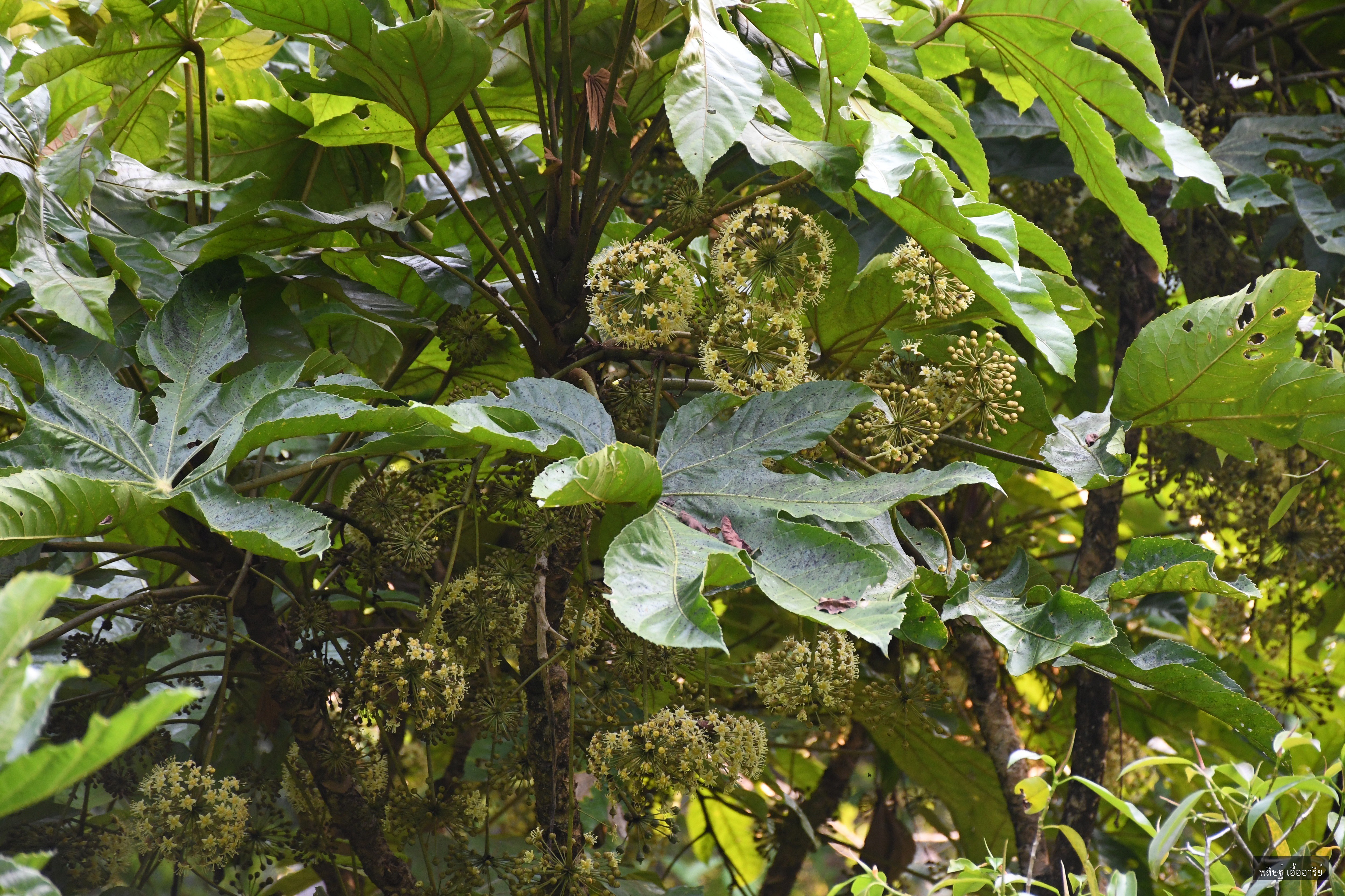 Trevesia palmata