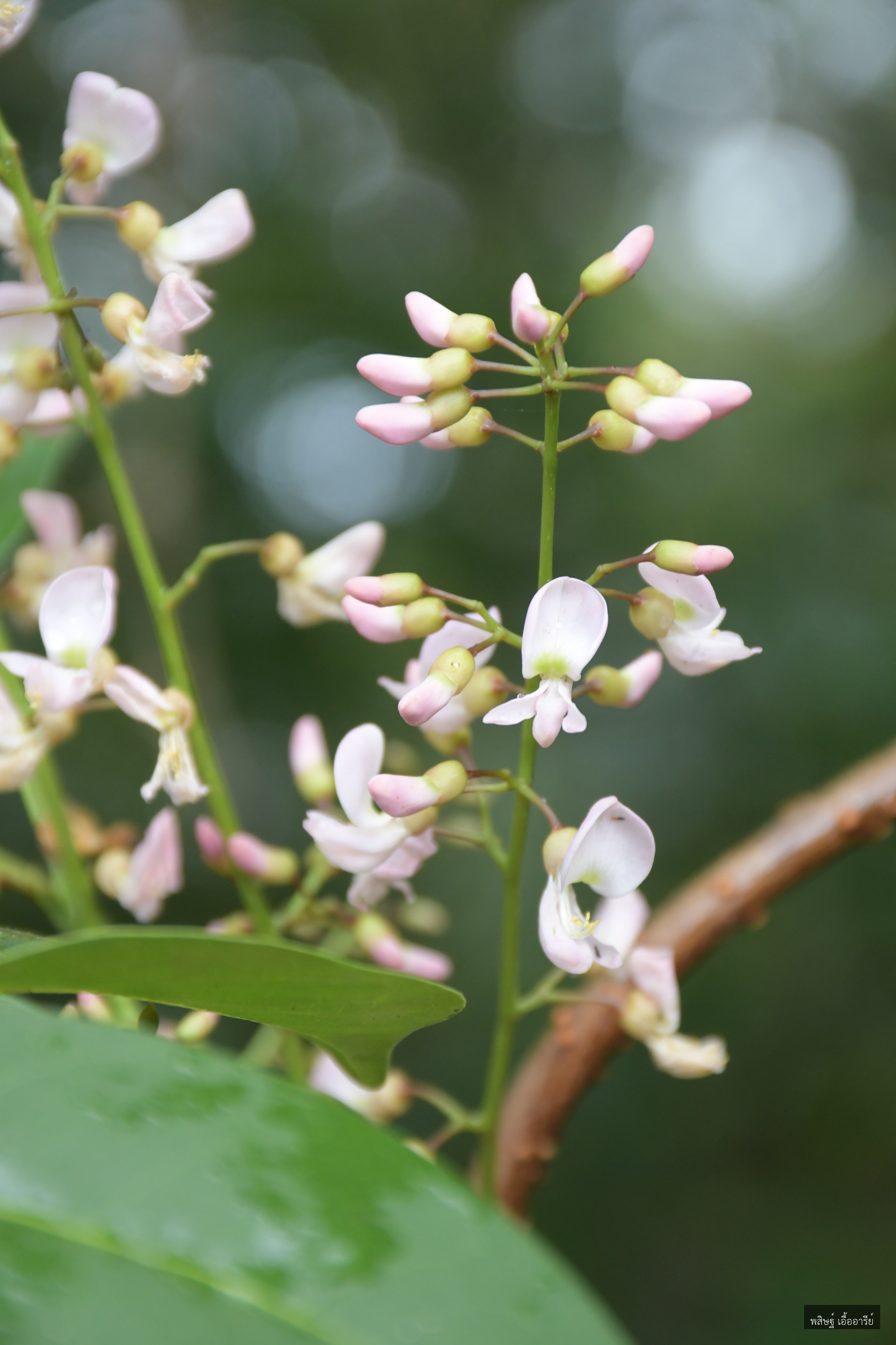 Derris trifoliata