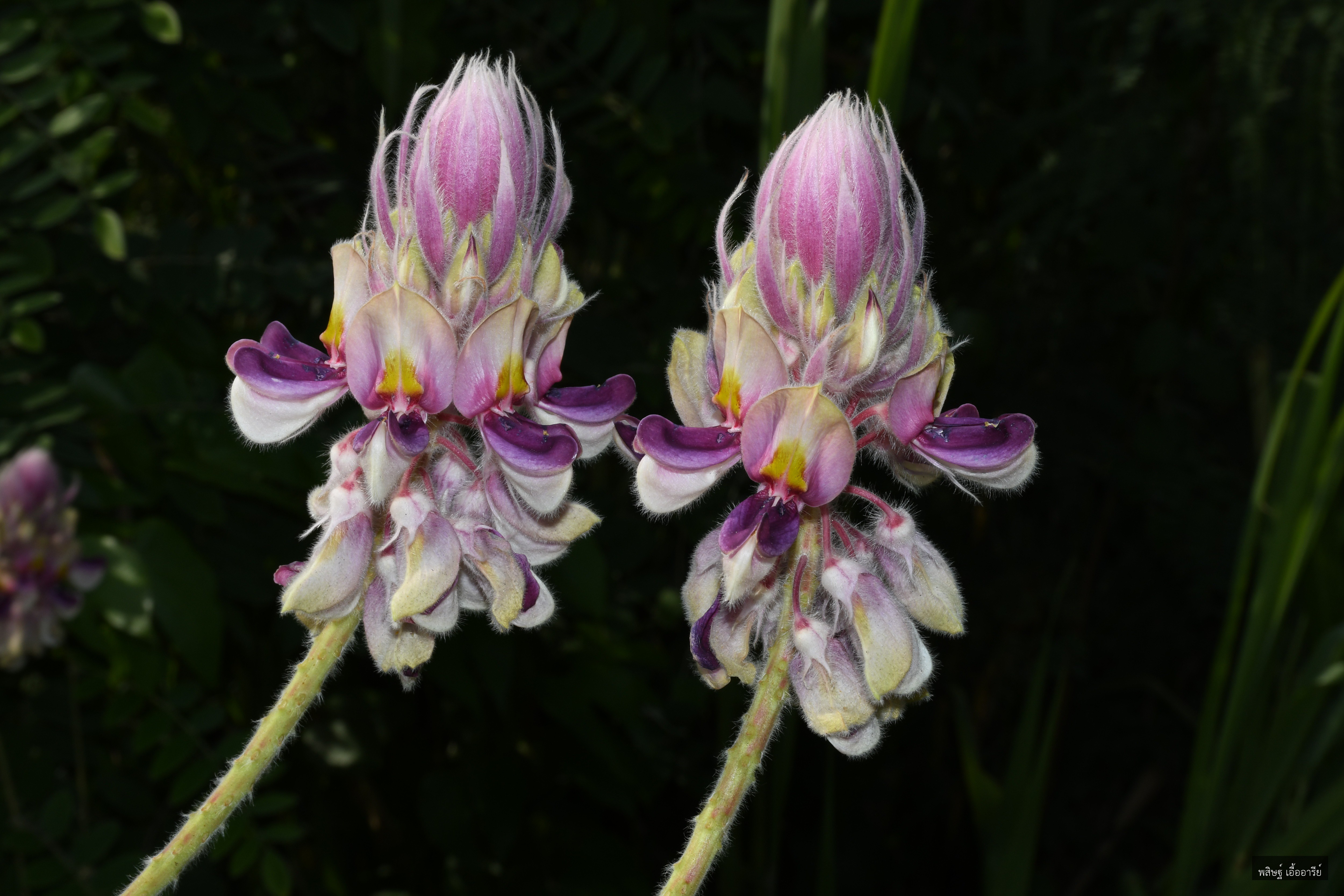 Afgekia sericea