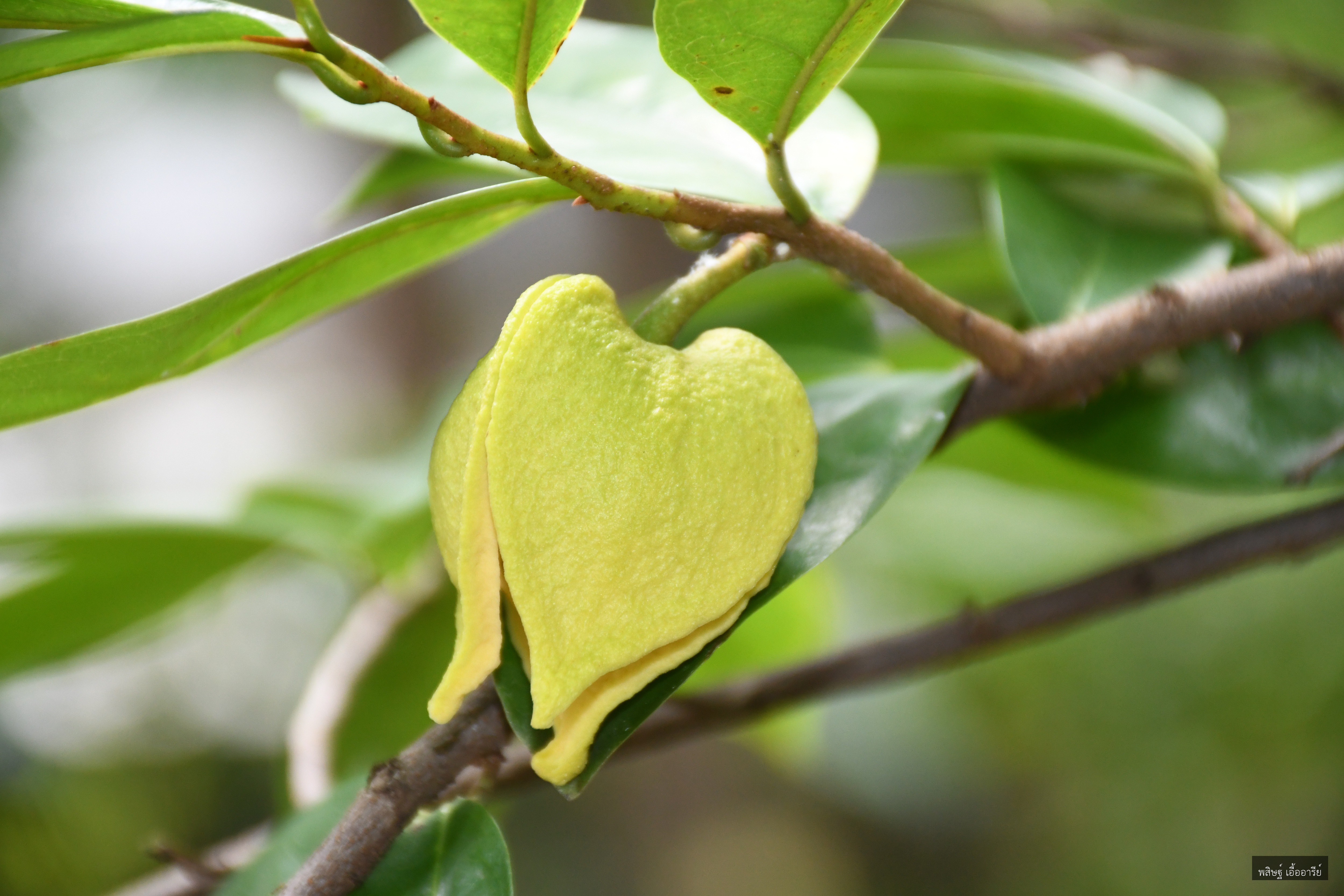 Annona muricata