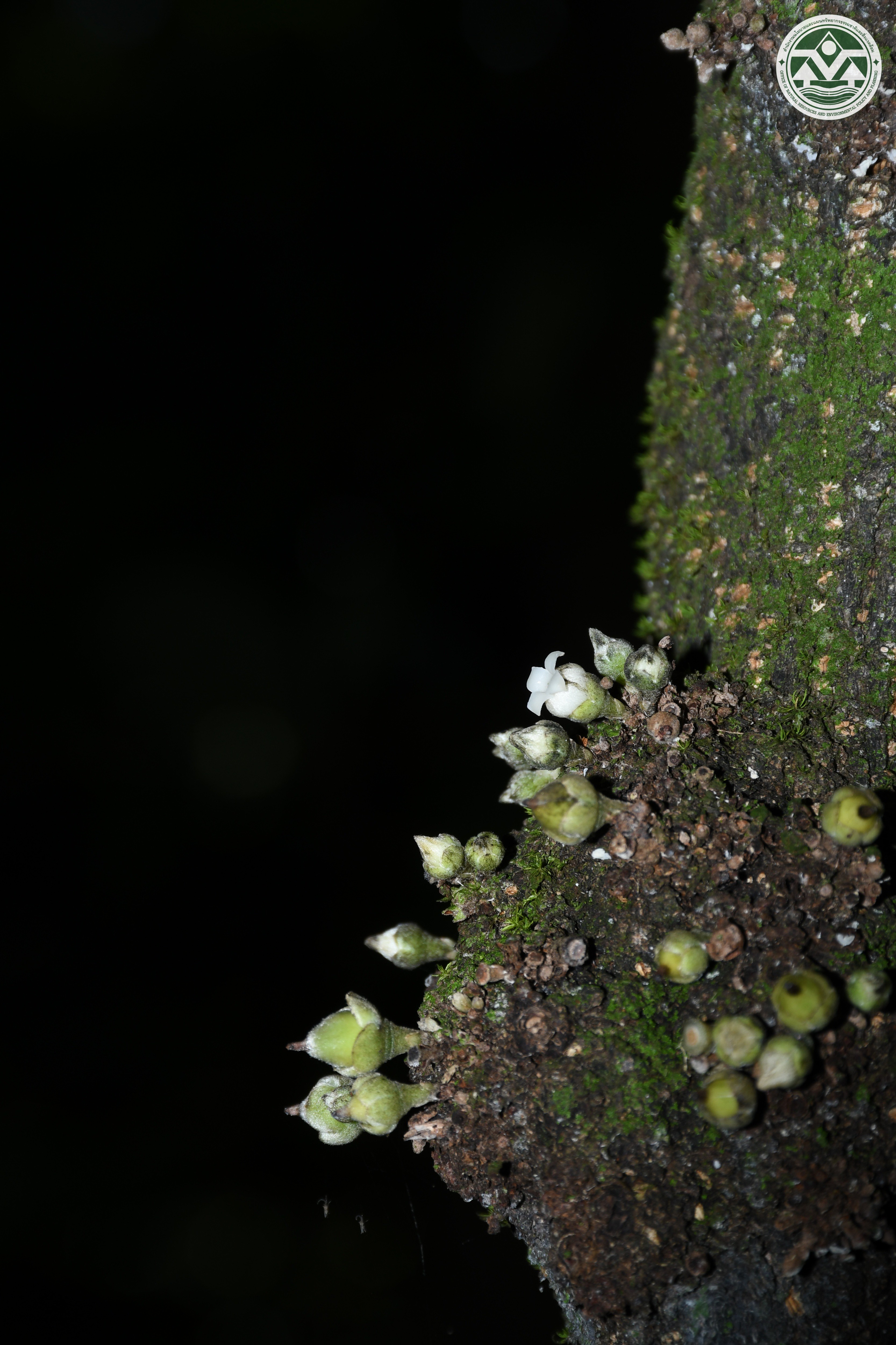 Diospyros cauliflora