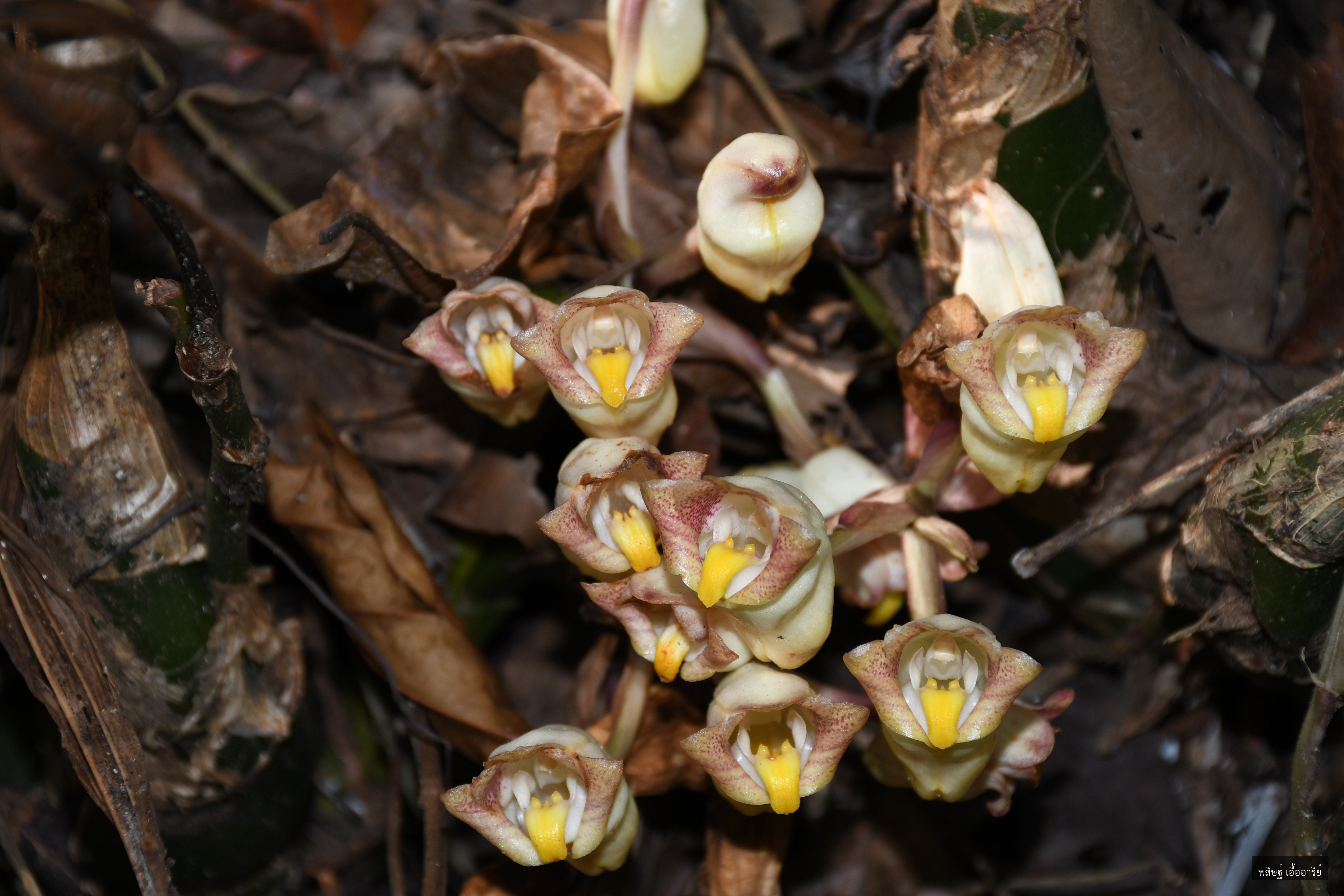 Acanthophippium sylhetense