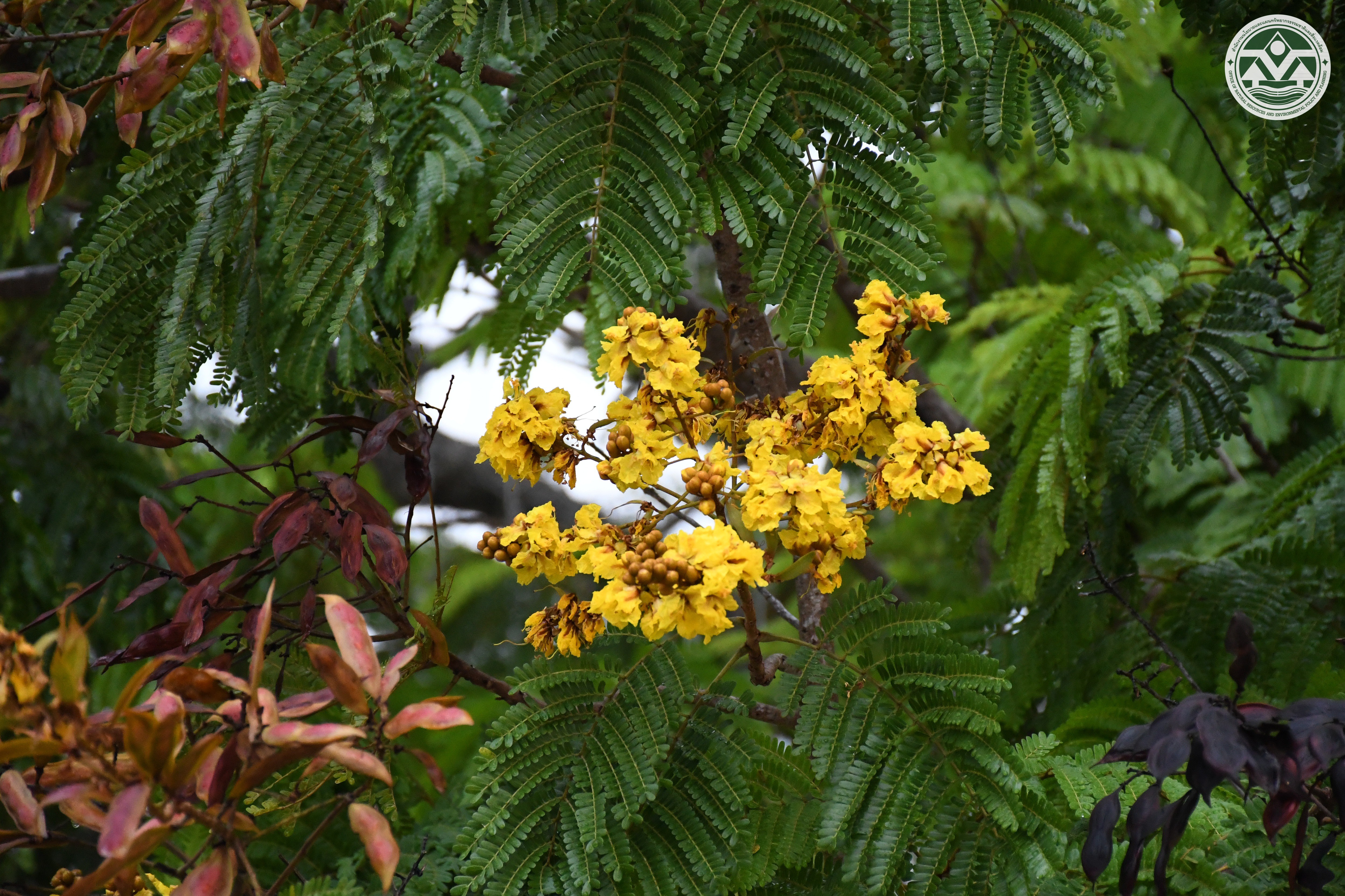 Peltophorum pterocarpum