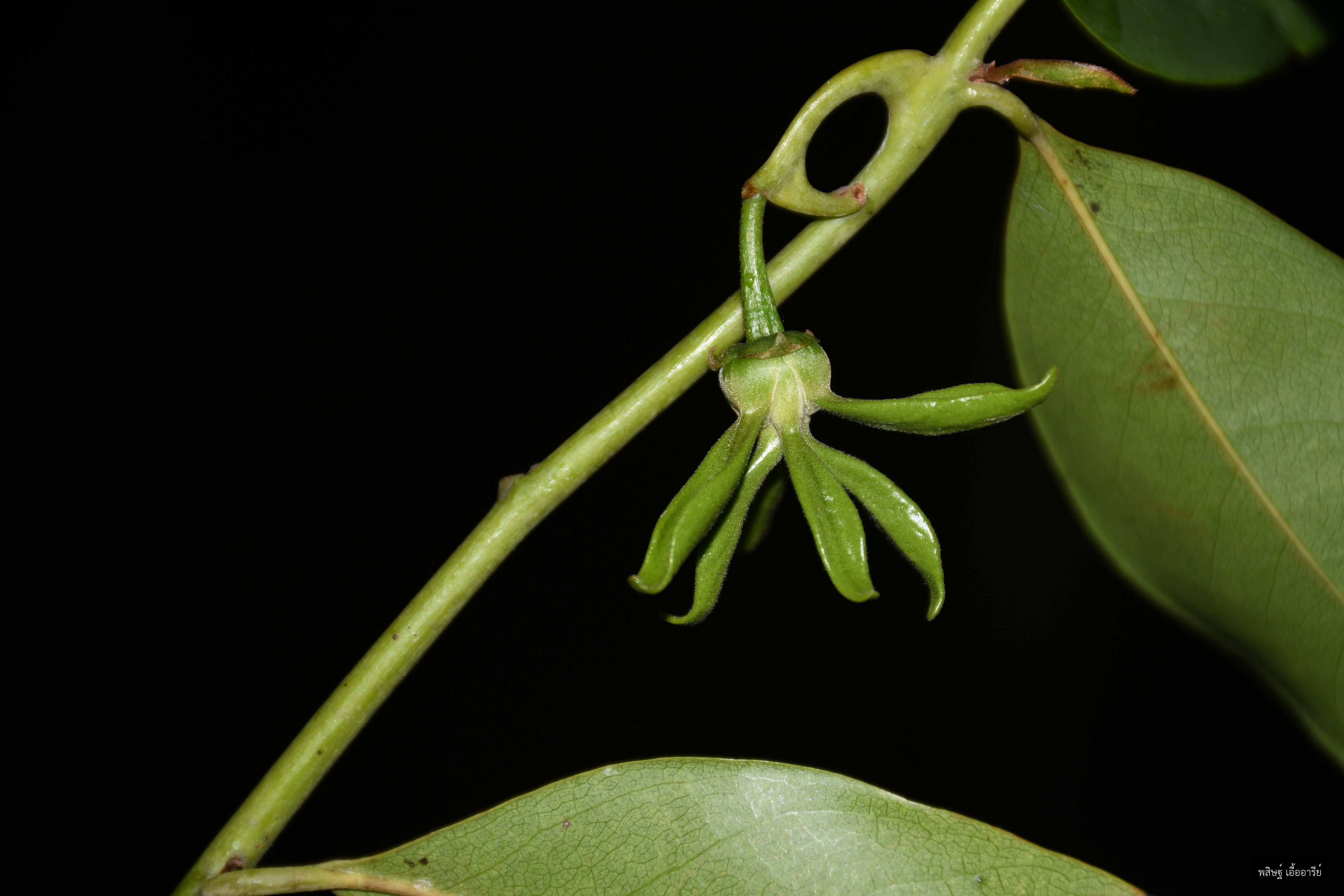 Artabotrys harmandii