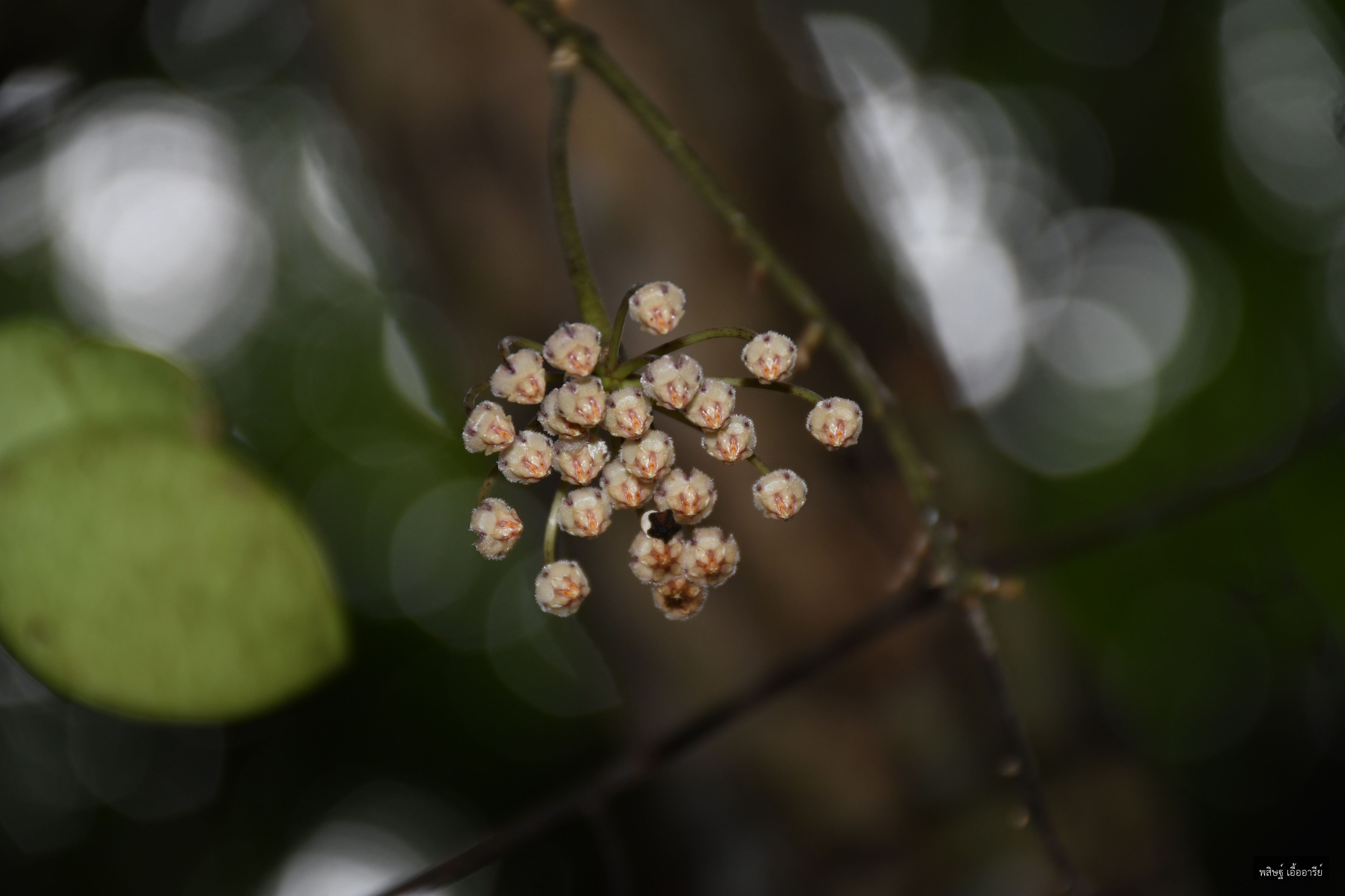 Hoya micrantha