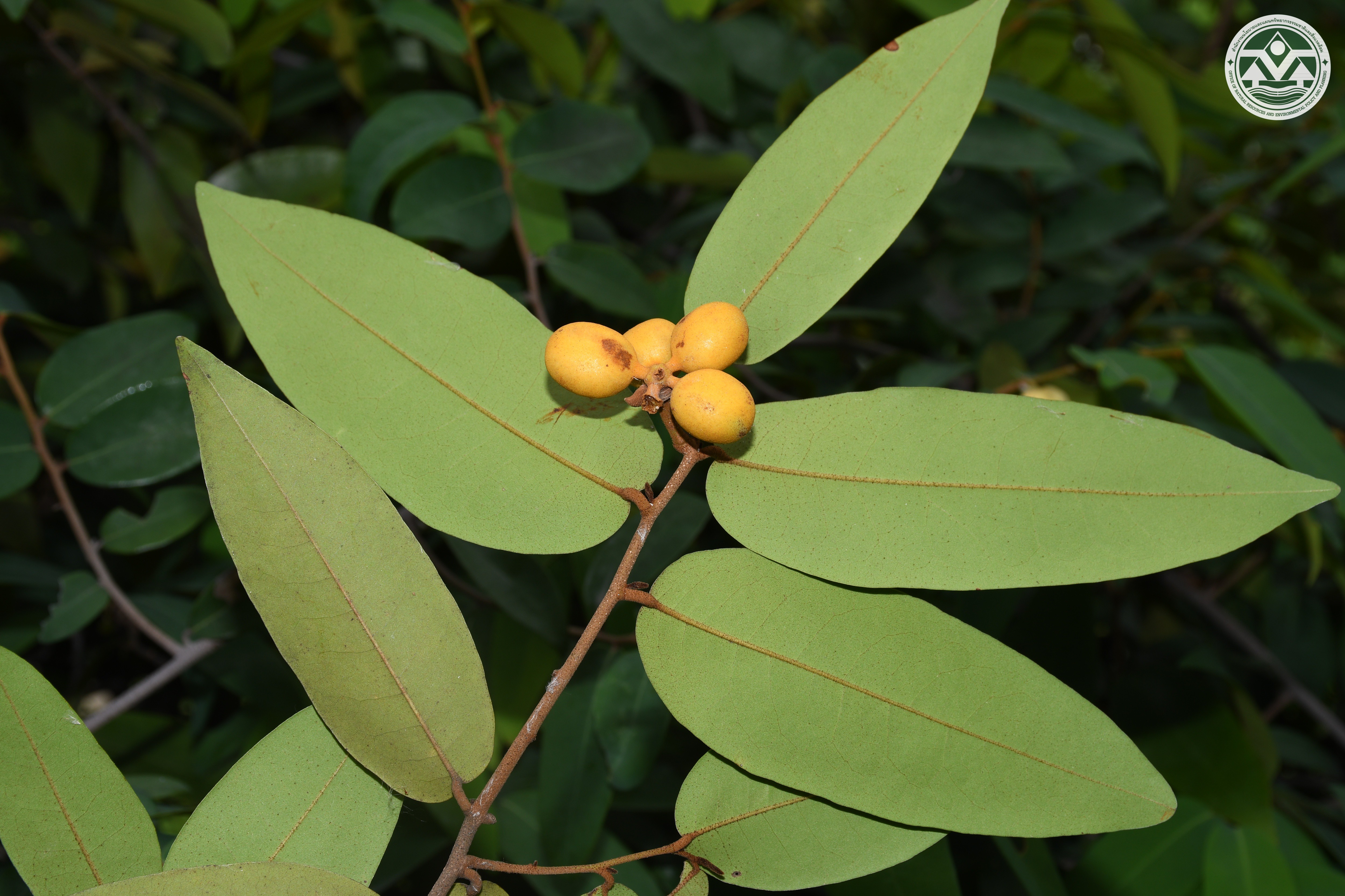 Uvaria siamensis