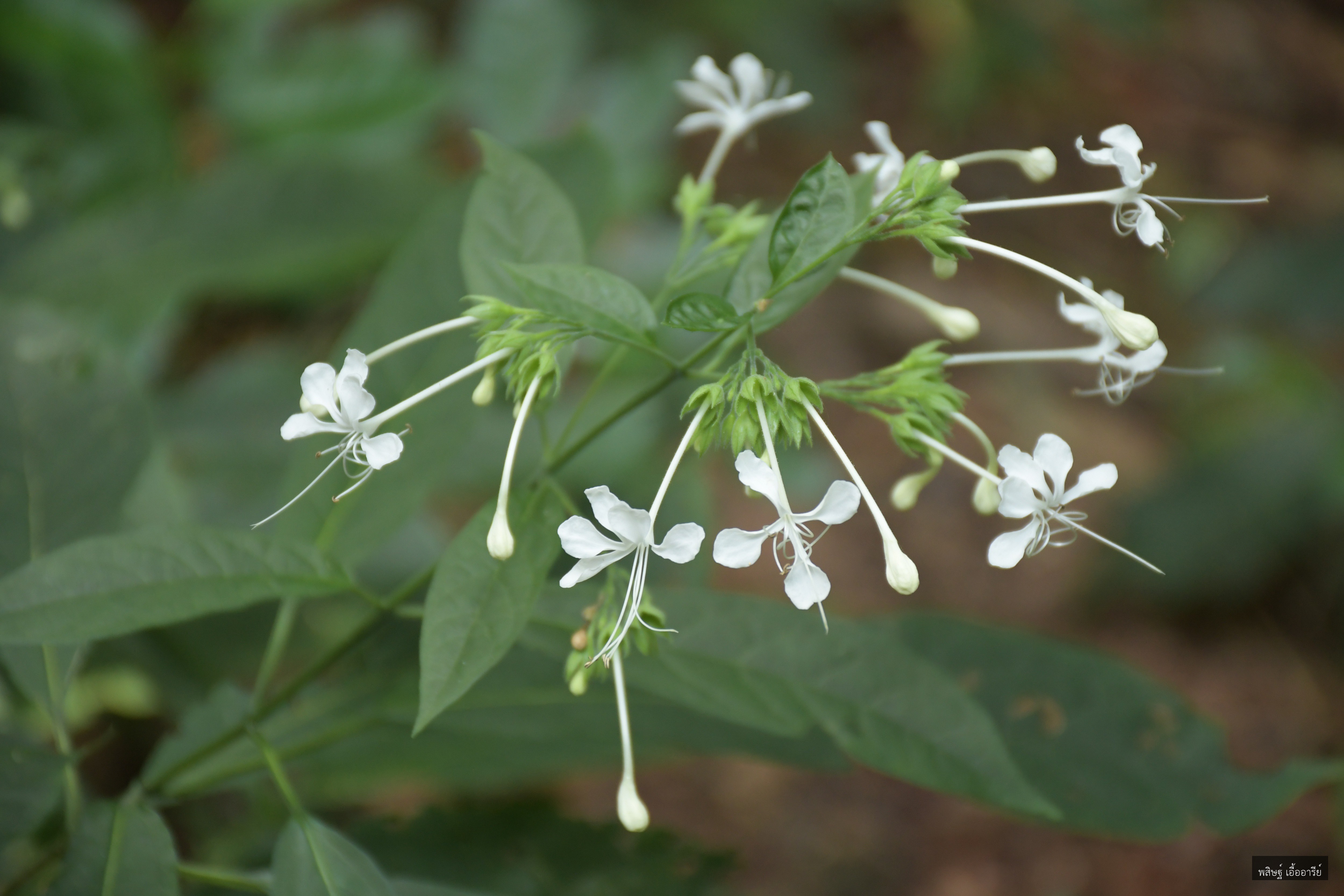 Clerodendrum godefroyi