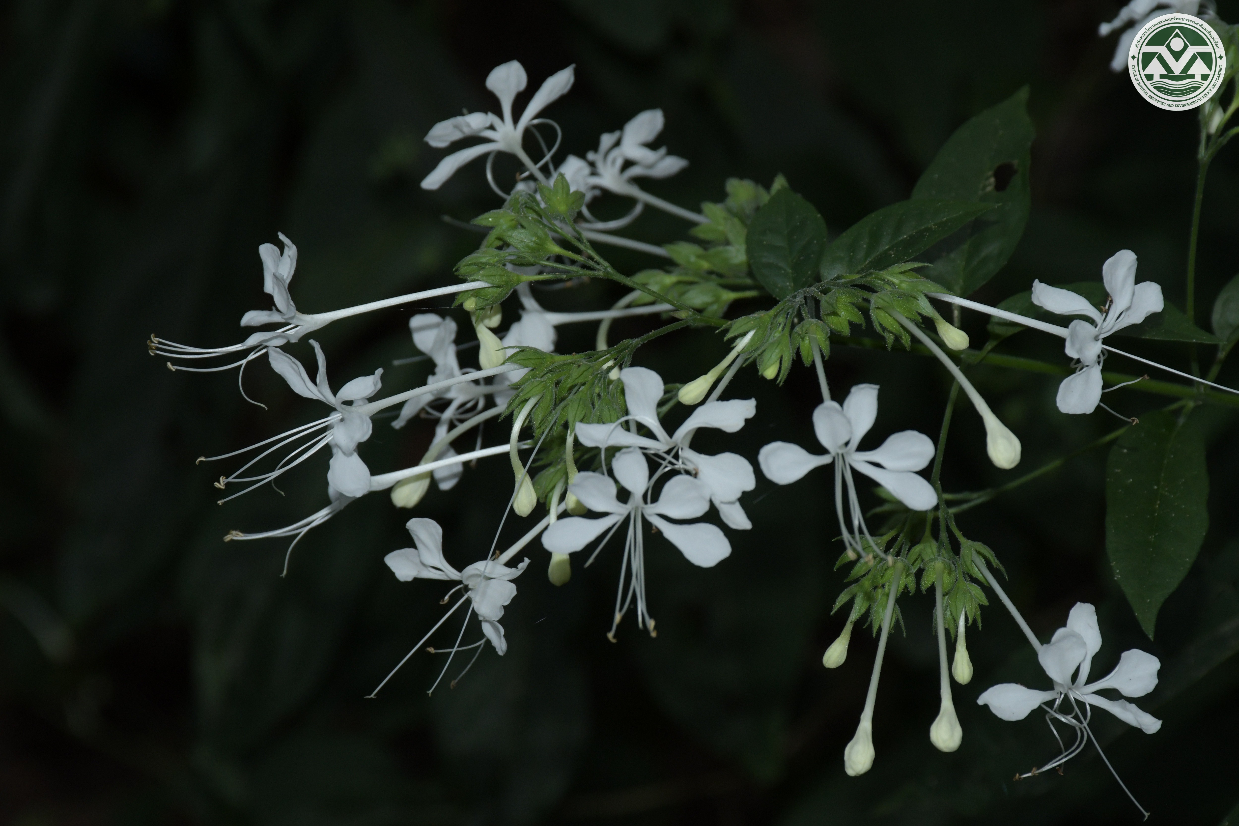 Clerodendrum godefroyi