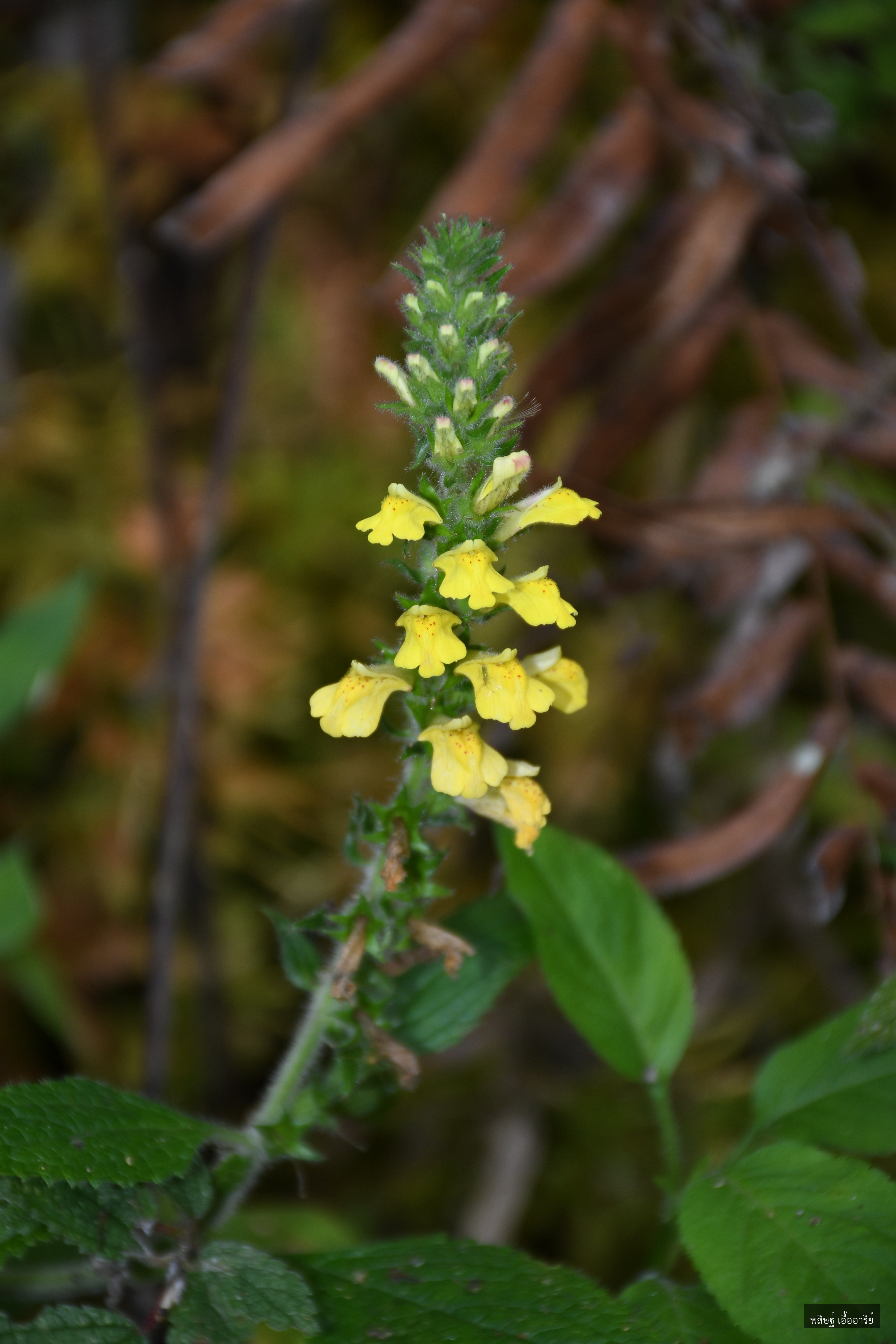 Lindenbergia philippensis