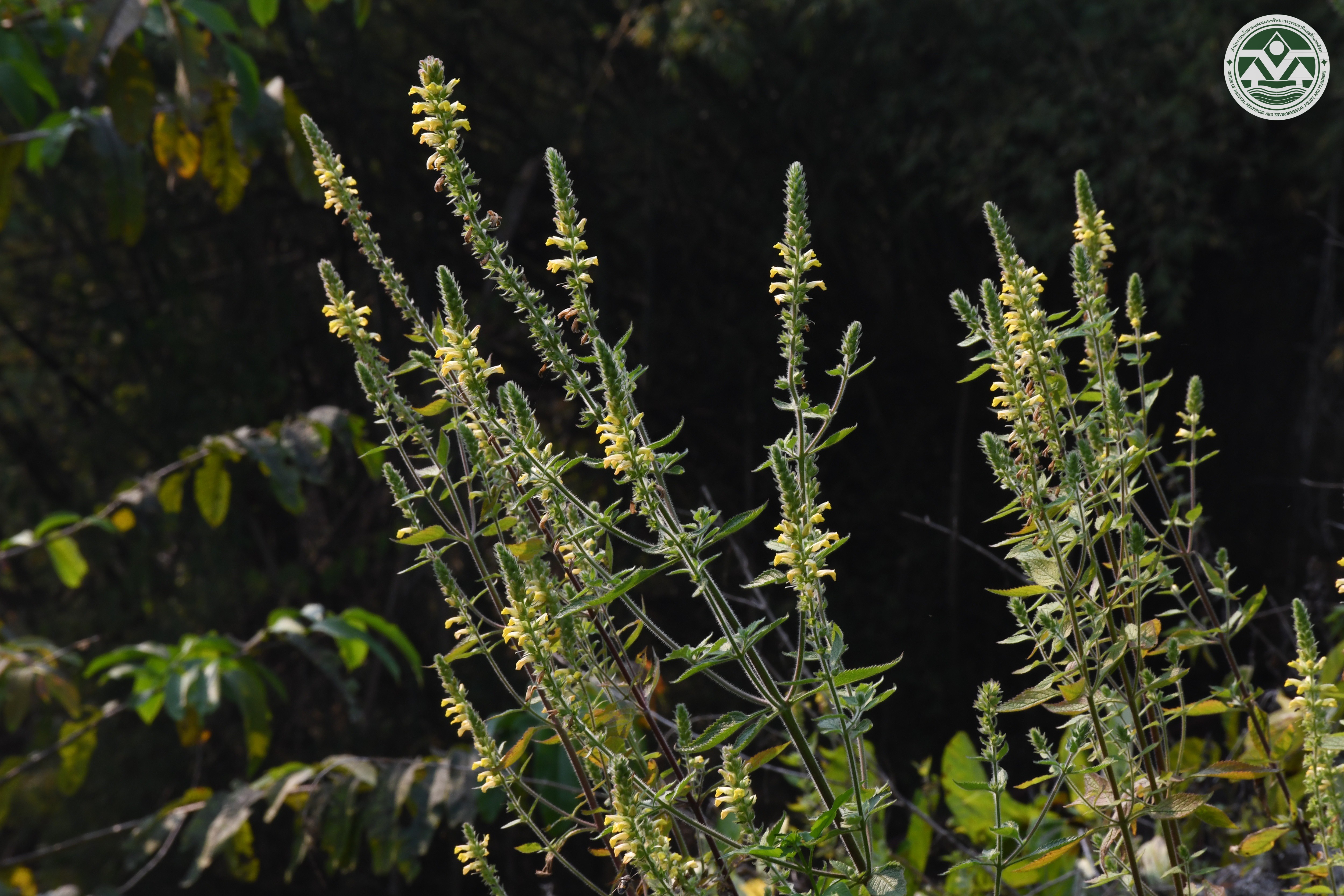 Lindenbergia philippensis
