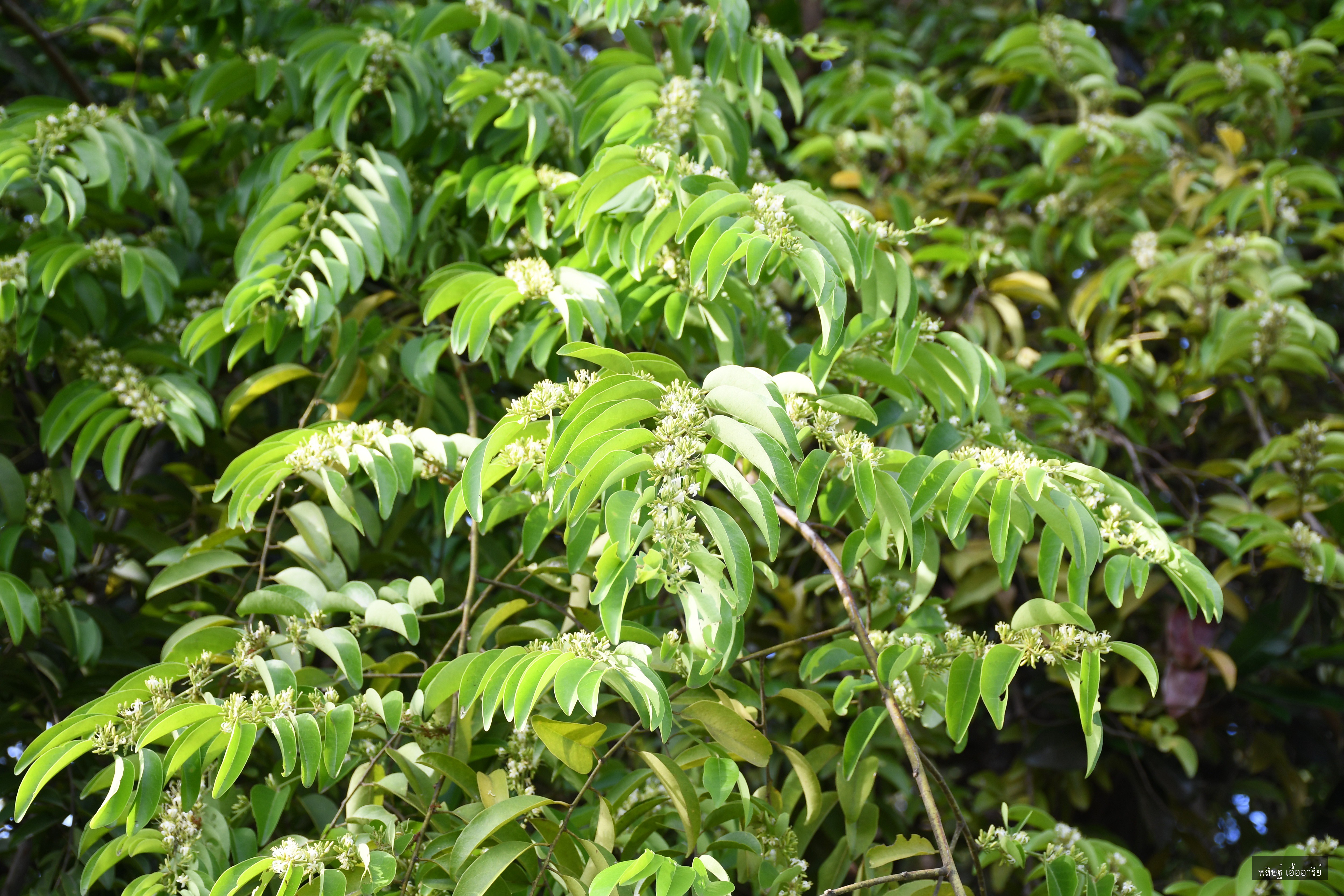 Olax scandens