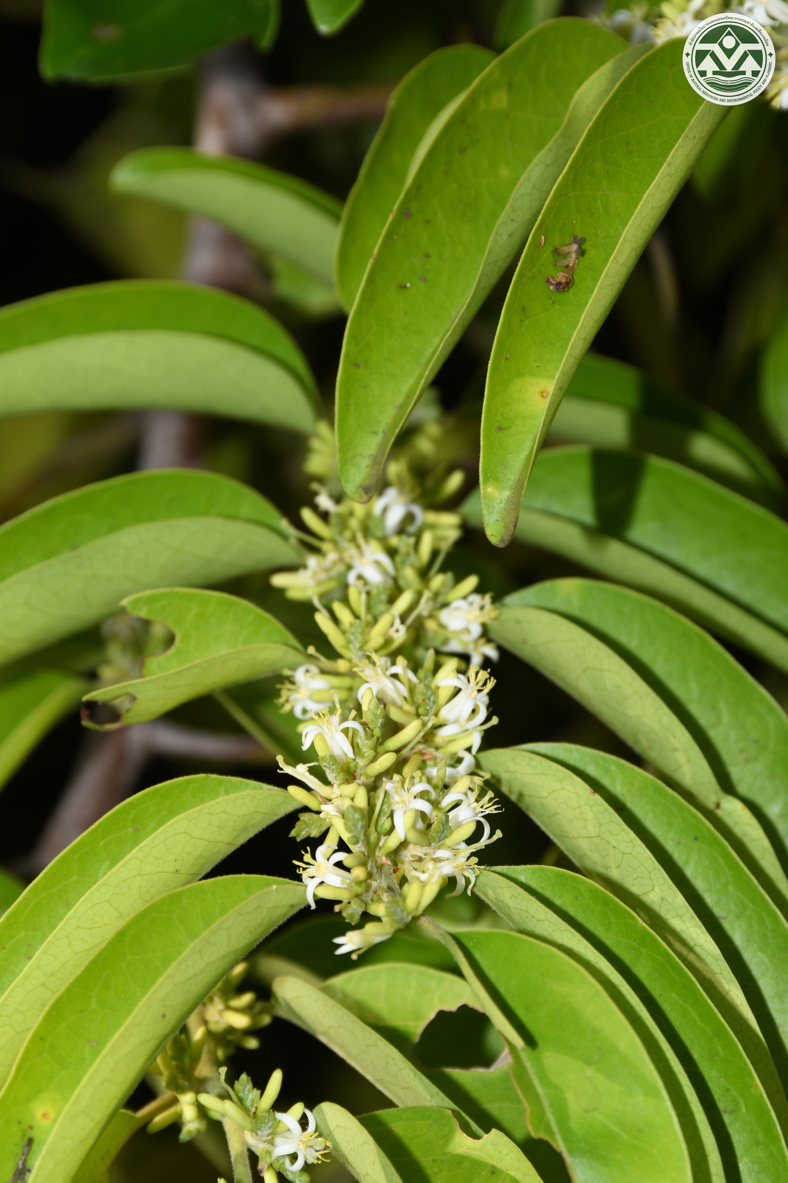 Olax scandens