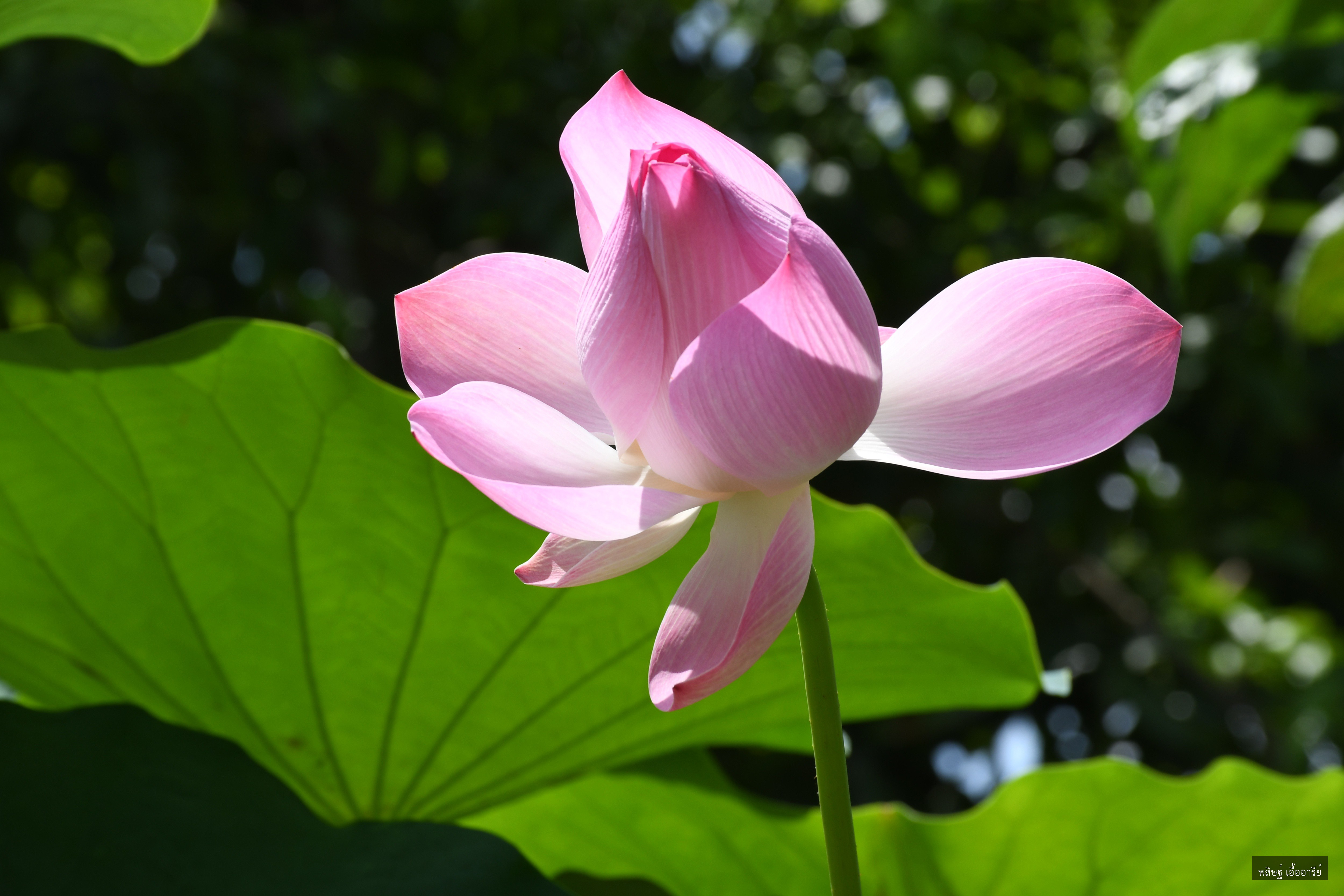Nelumbo nucifera