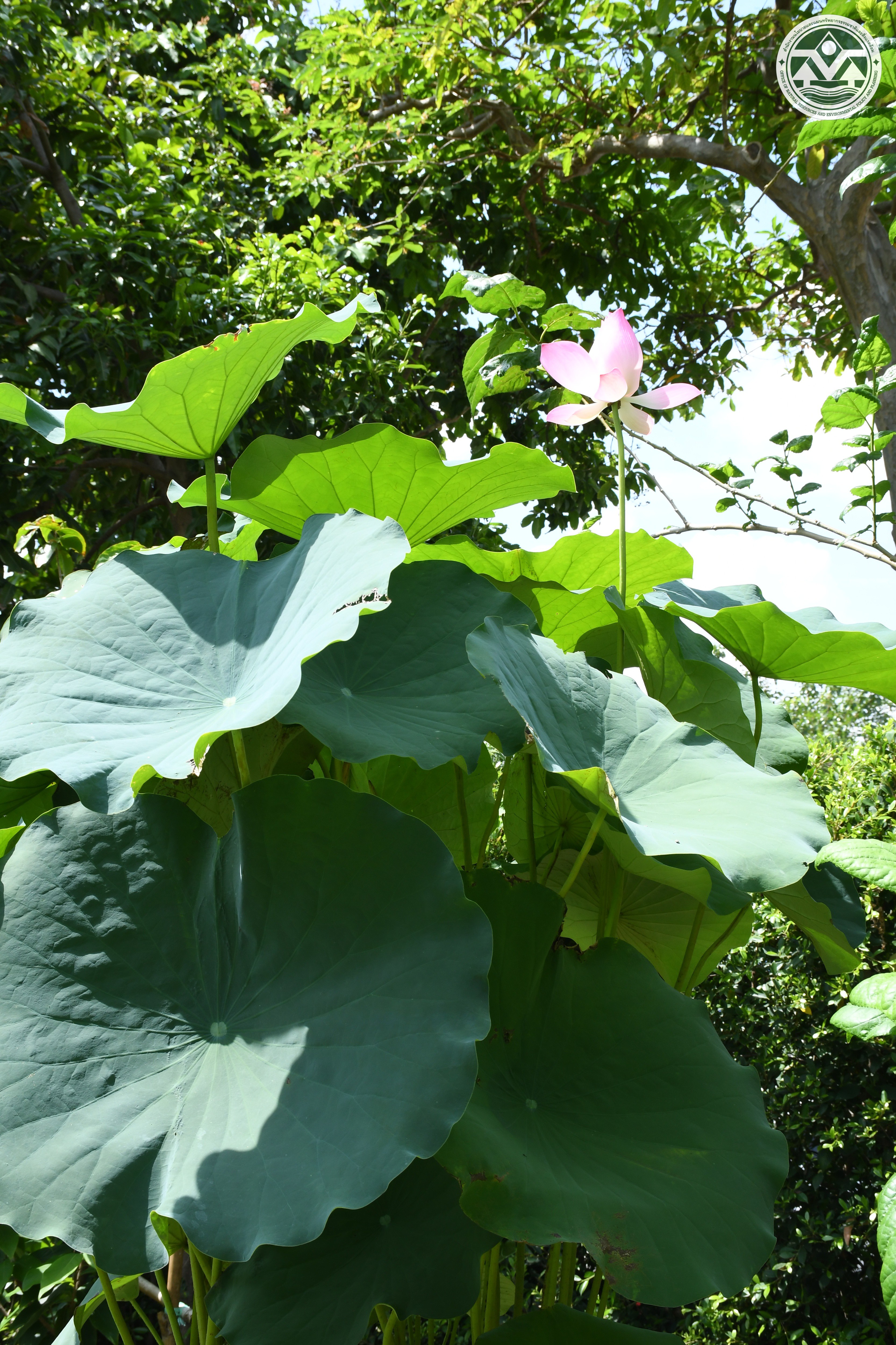Nelumbo nucifera
