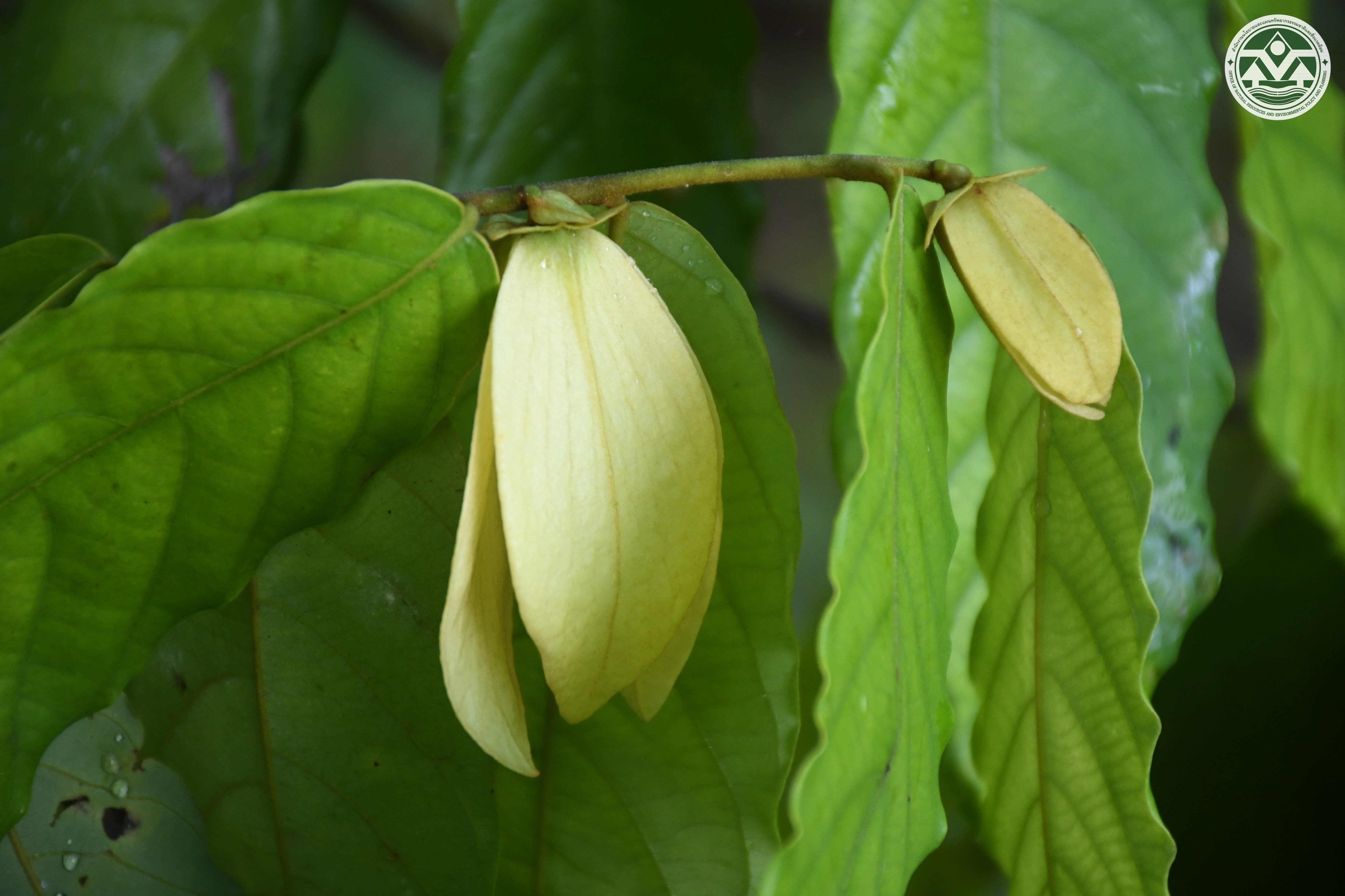 Friesodielsia macrosepala