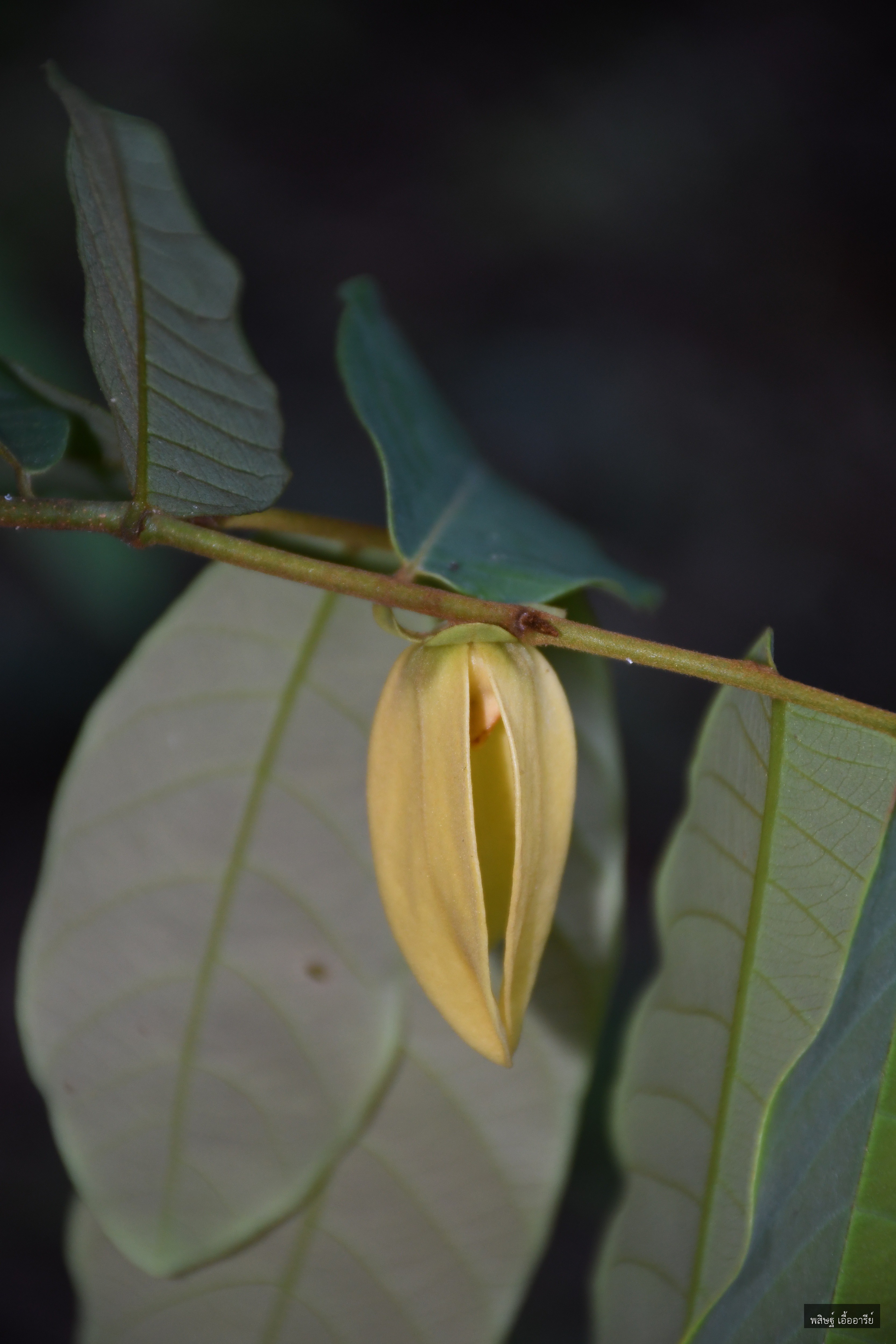 Friesodielsia desmoides