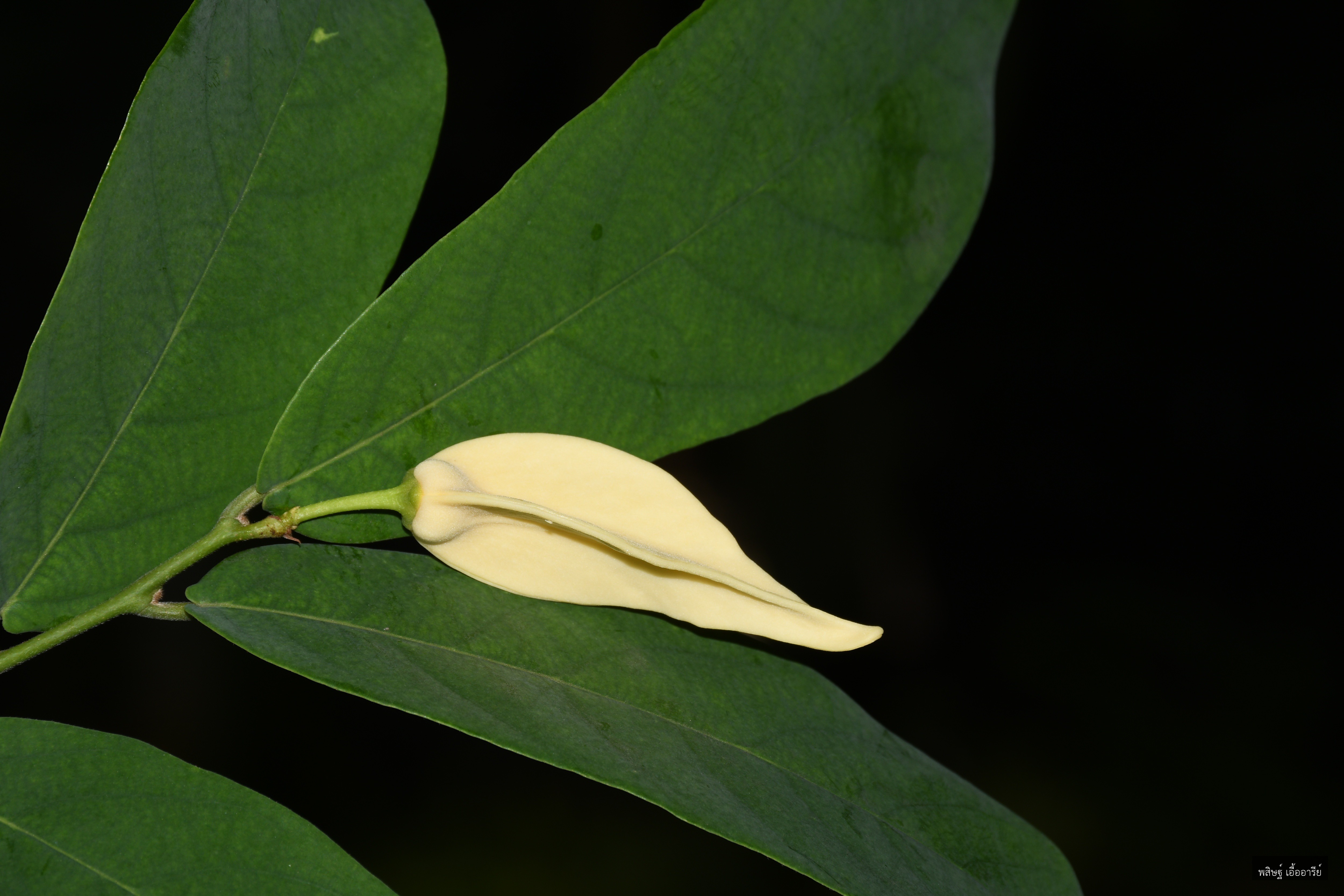 Dasymaschalon argenteum