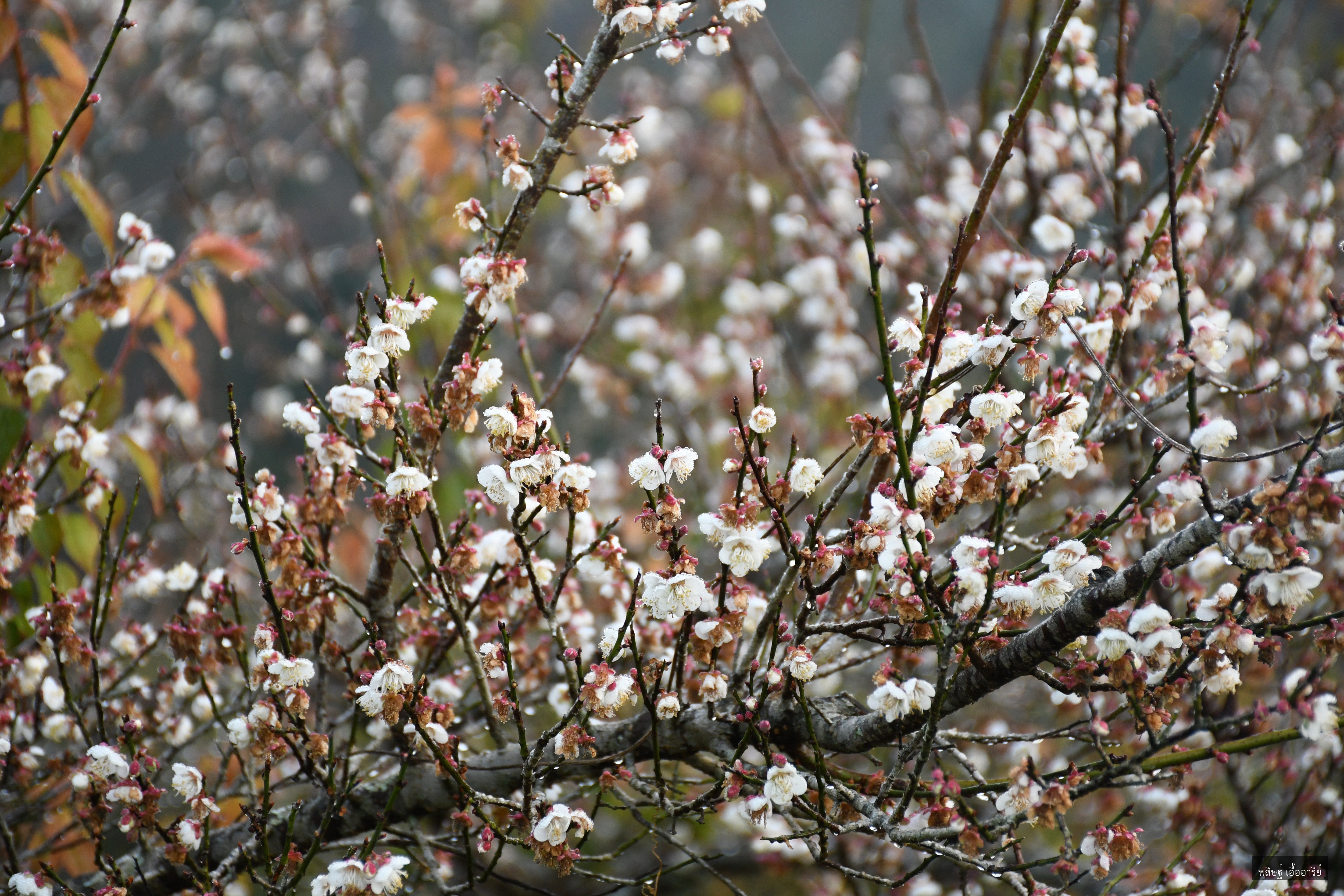 Prunus mume