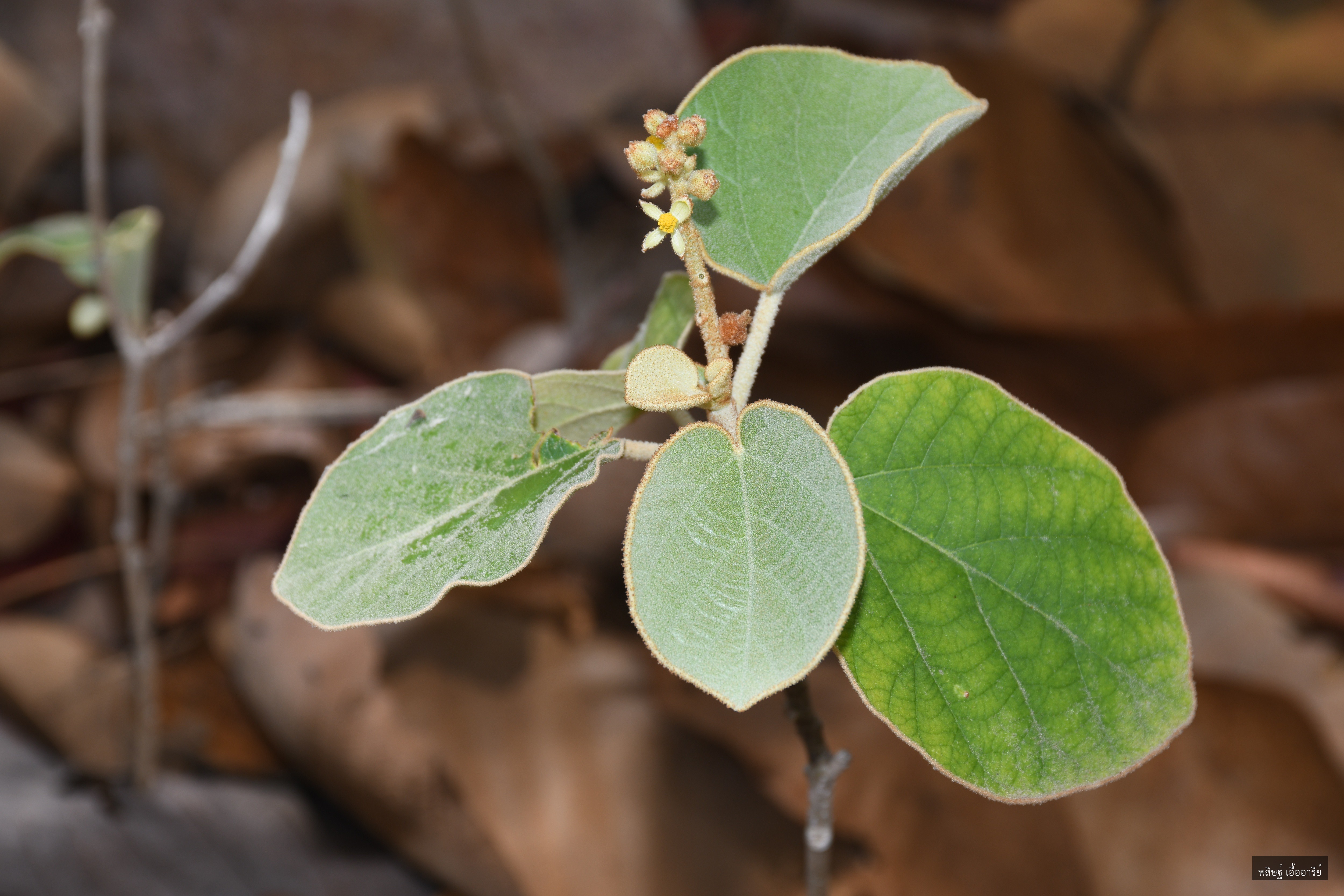 Thyrsanthera suborbicularis