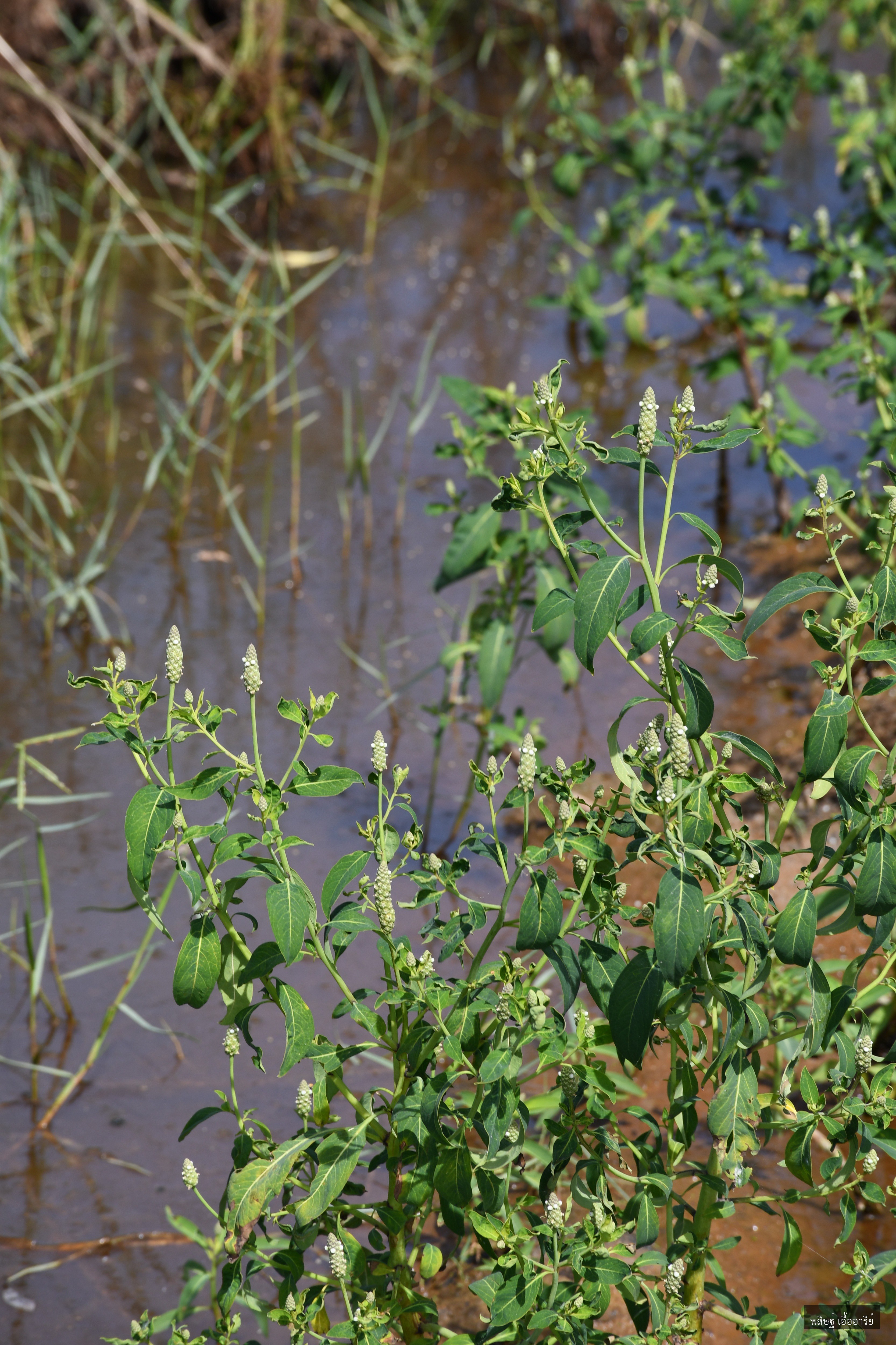 Sphenoclea zeylanica