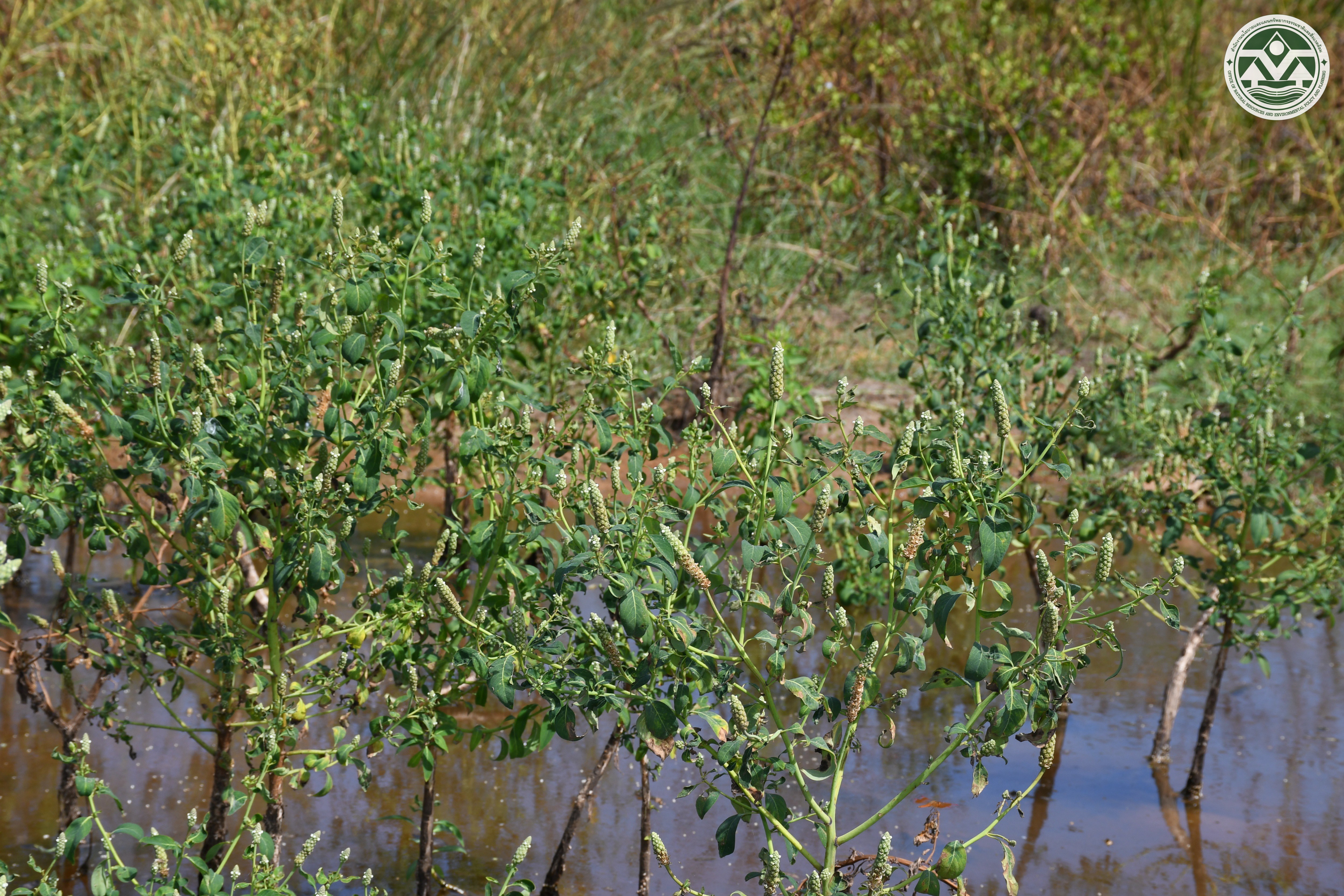 Sphenoclea zeylanica