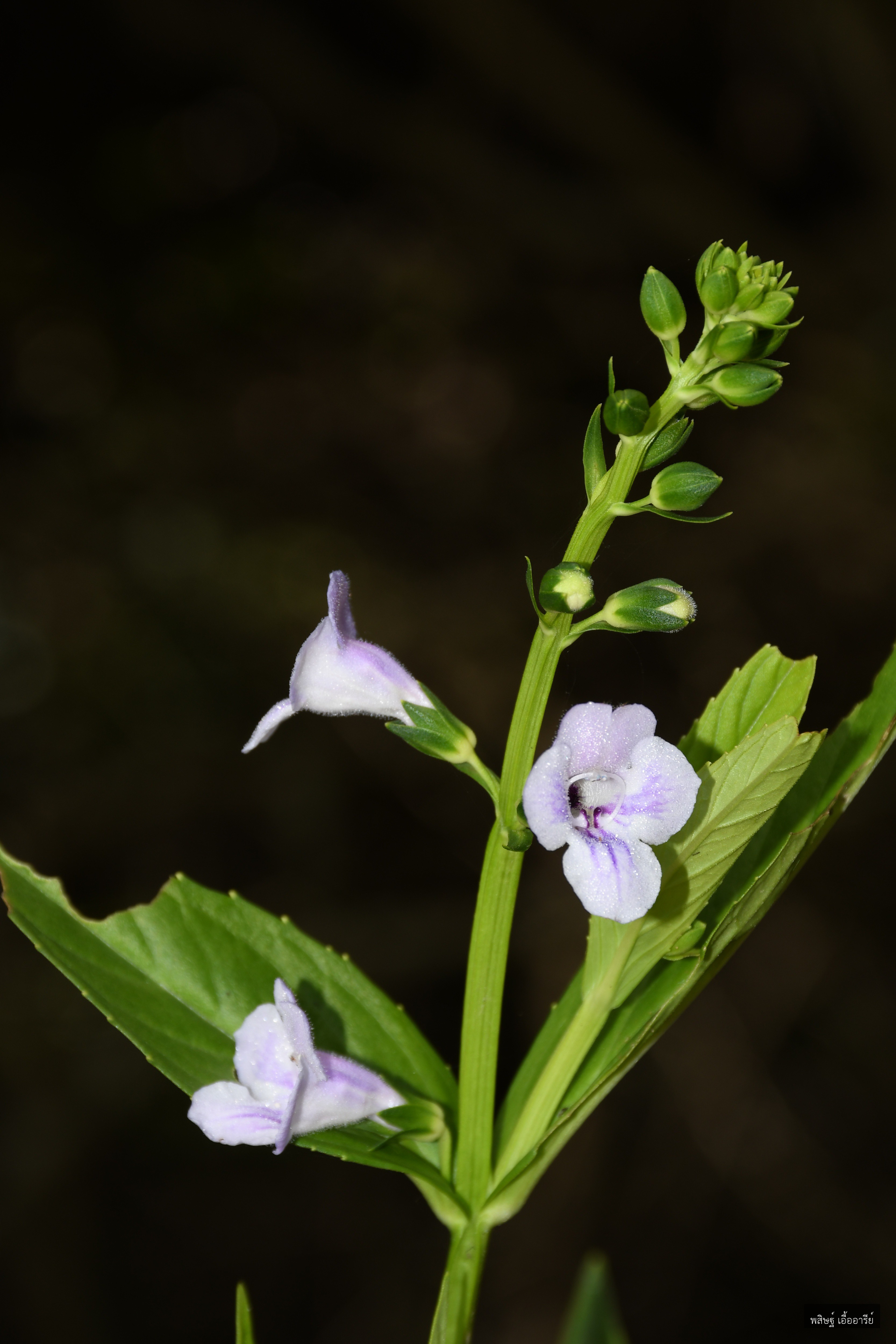 Artanema longifolium
